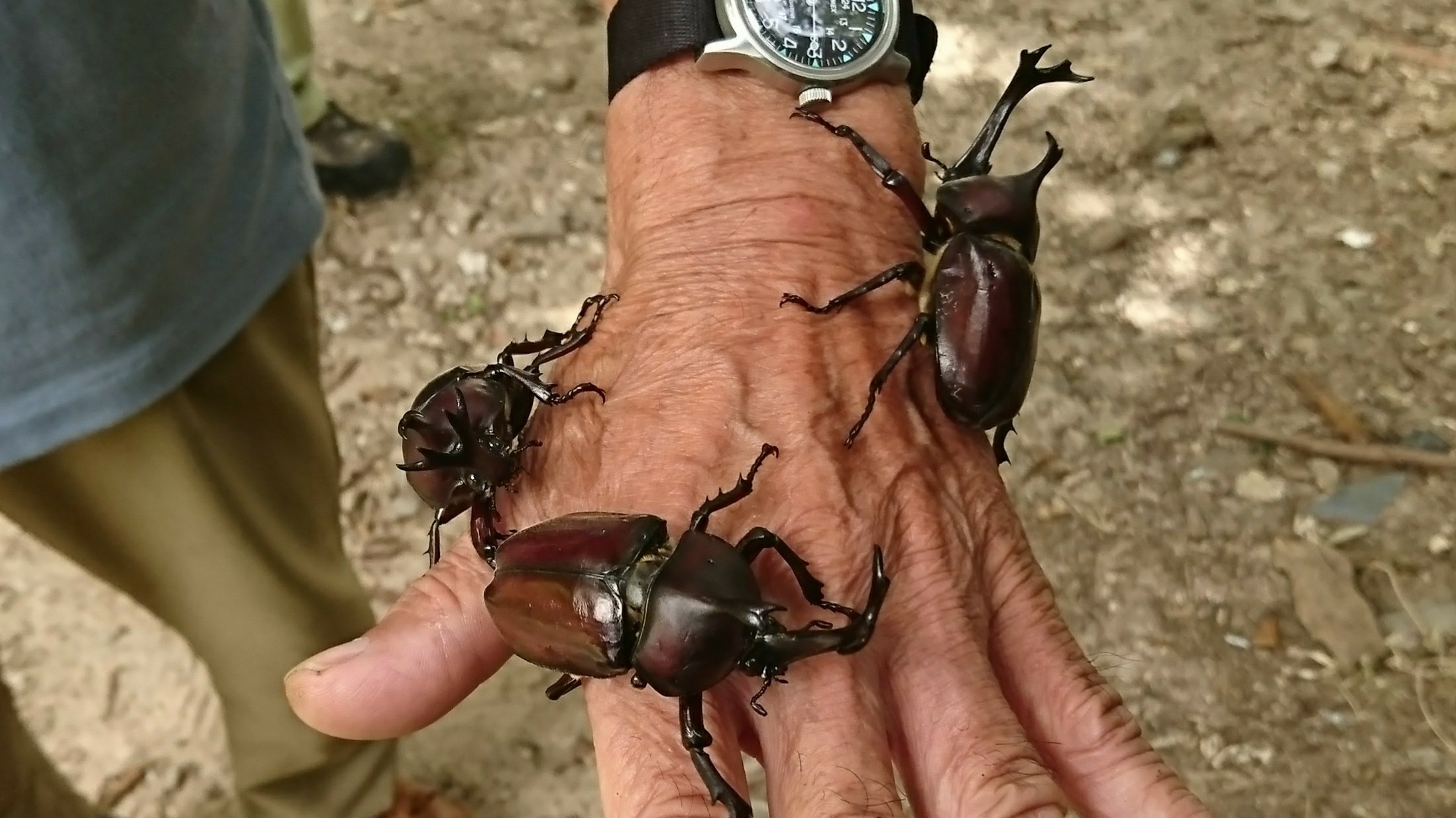 カブトムシ祭り 西尾茶臼山 ともさんの茶臼山 万灯山の活動データ Yamap ヤマップ