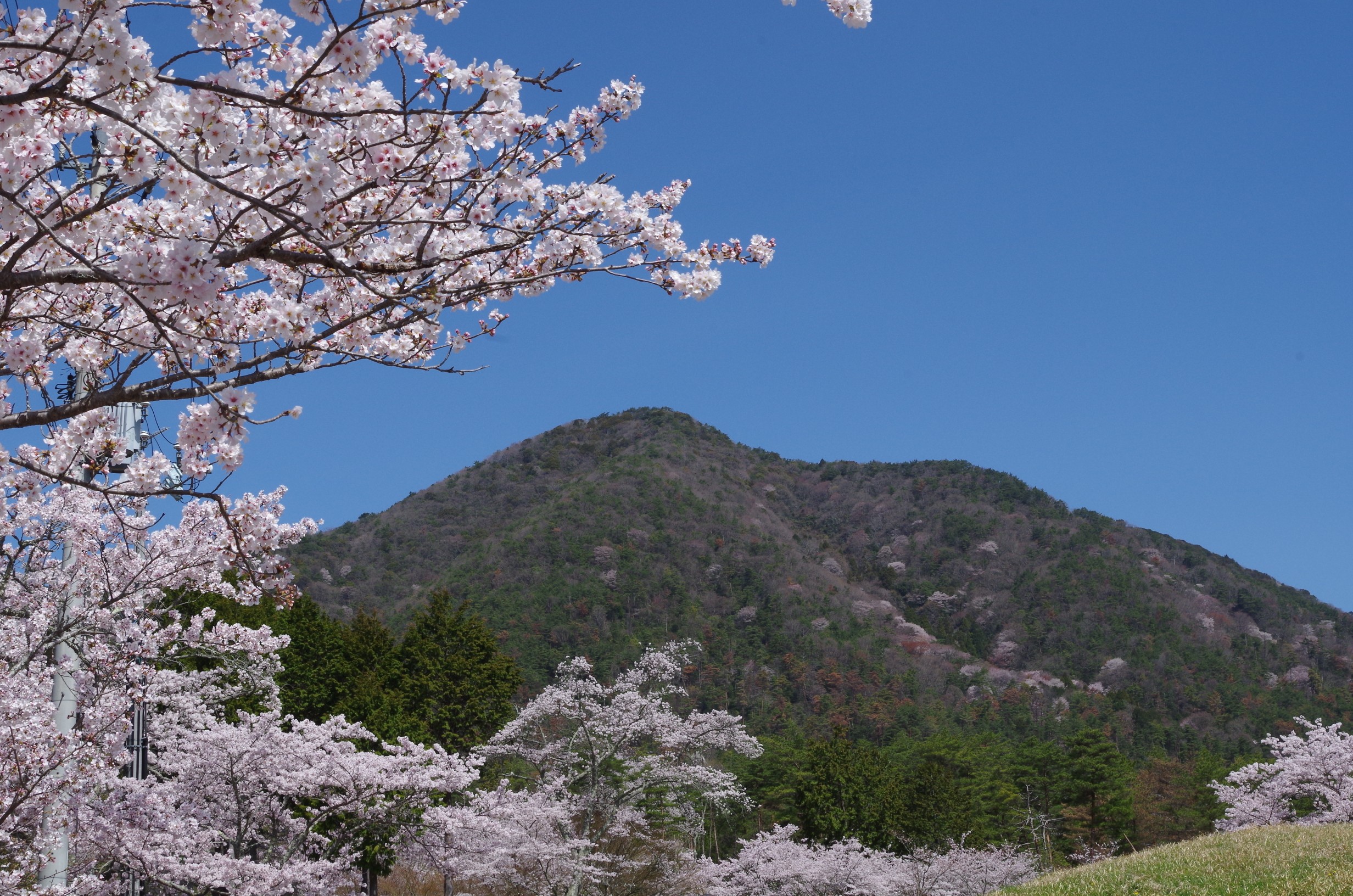 妙見山 桜花爛漫 日渡さんさんの妙見山 多可町 の活動データ Yamap ヤマップ