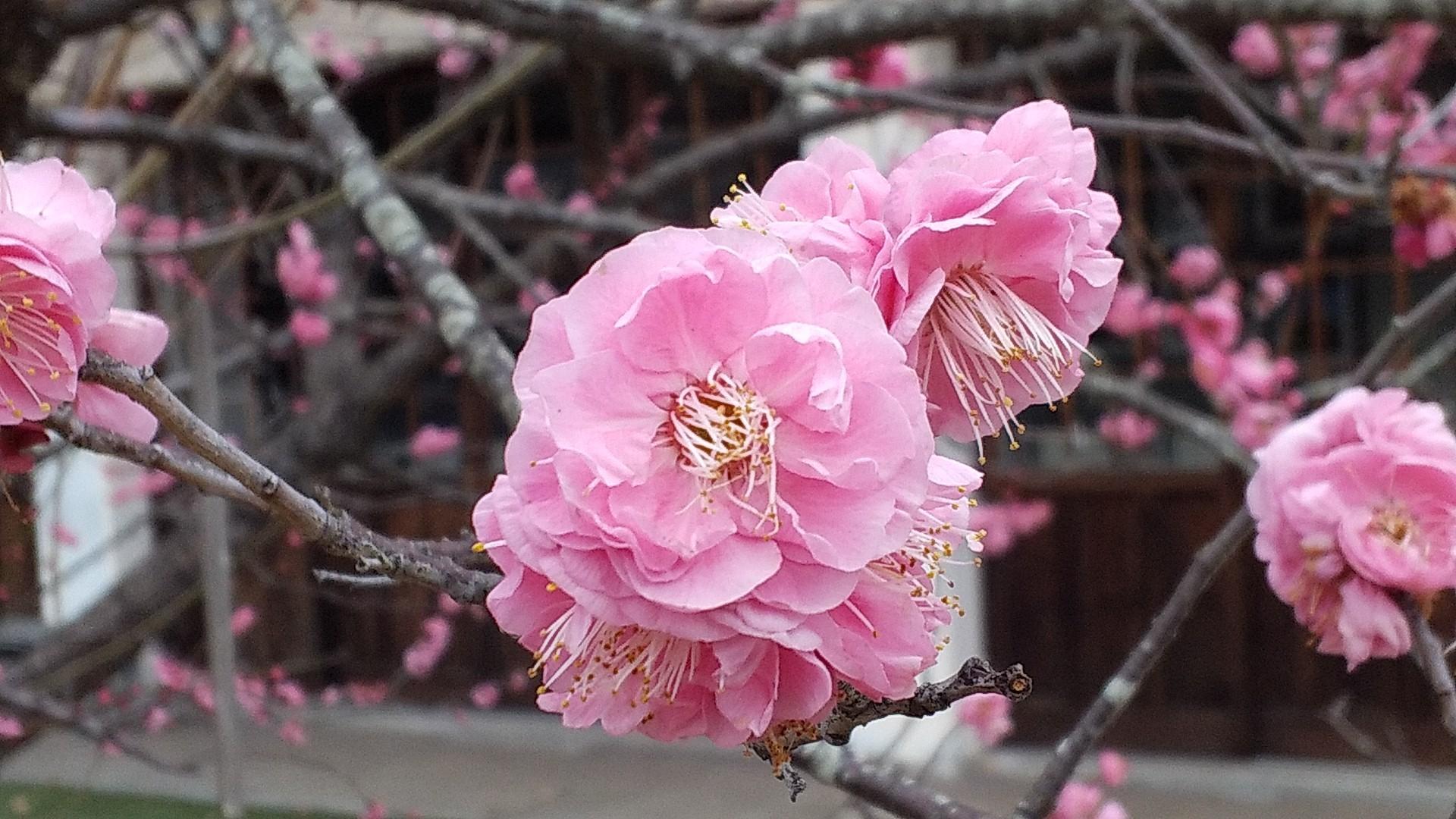 古布の山桃のアップリケ/ヤマモモの大きなタペストリー 古布の山桃のアップリケ/ヤマモモの大きなタペストリー 【公式通販】