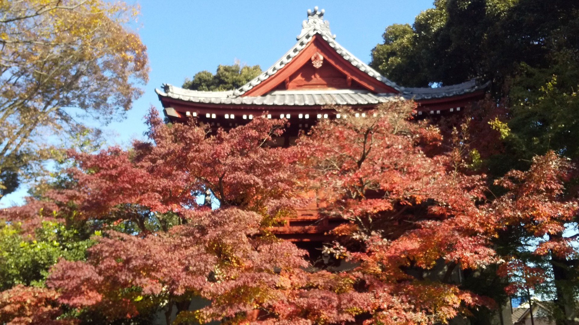 千葉県 本土寺のもみじ しらねかいさんの観光の活動データ Yamap ヤマップ