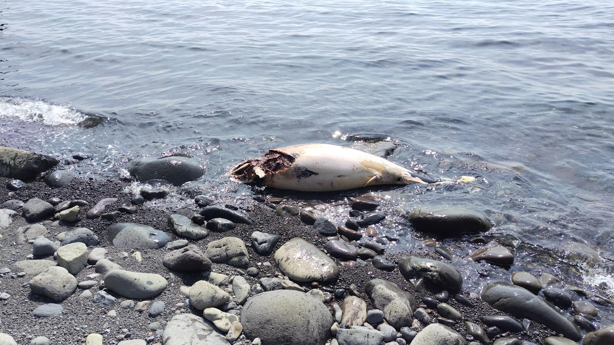 歩きにくい丸石を下を向きながら歩いていたら、突然目の前にイルカの死骸。すでに何者か（熊？）によって頭部が捕食されてます。
珍しさから写真を撮りましたが、撮った瞬間に「ヤバイ」と思って、周りを警戒しながら急いで離れました。
ちなみに翌々日の帰還時に通過したきには、あとかたもなく消えてました。たぶん熊が森のなかへ引きずっていたんだろうとのことです。