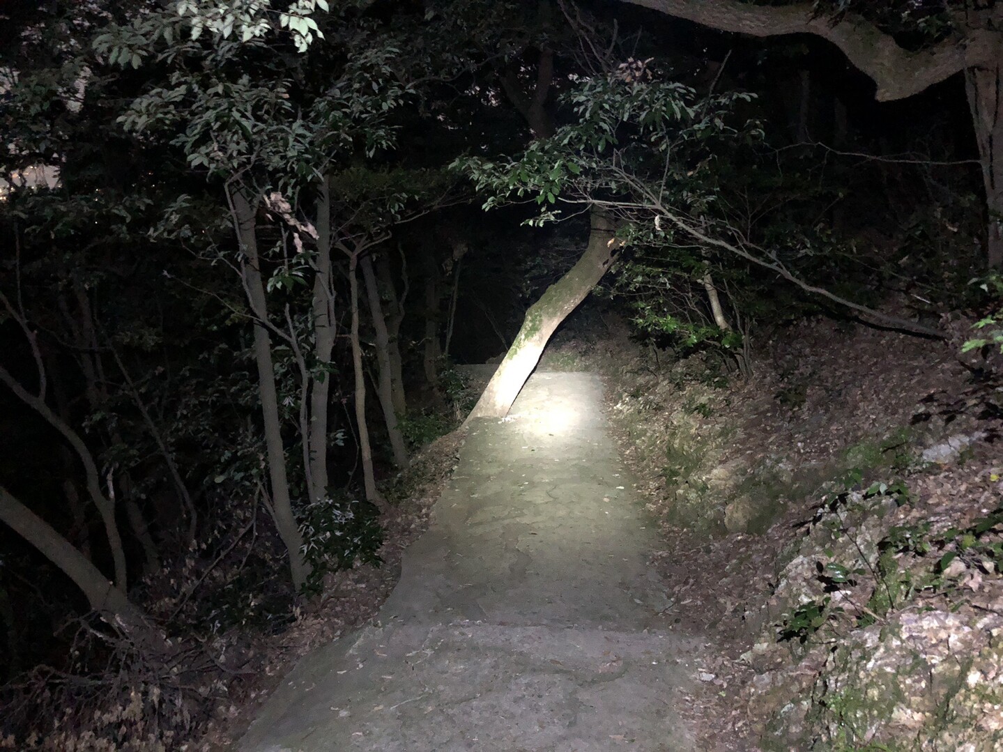 ナイトハイク金華山vol 13 目を閉じておいでよ 19 08 01 Tetsuoさんの金華山 岐阜県 洞山 舟伏山の活動日記 Yamap ヤマップ