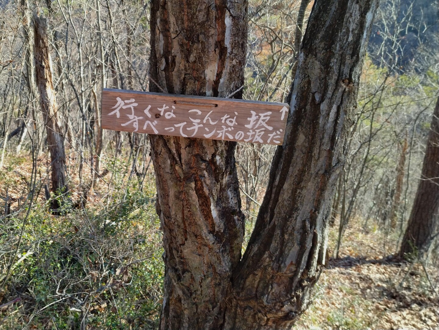 小菰石山・大岡山・岡山・小岡山・中岡山 / ワイワイさんの大岡山・小菰石山の活動データ YAMAP / ヤマップ