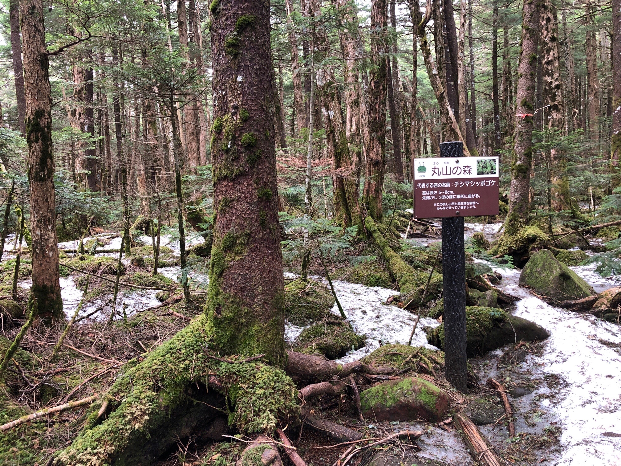 森に名前がついているが、名前の根拠は不明笑