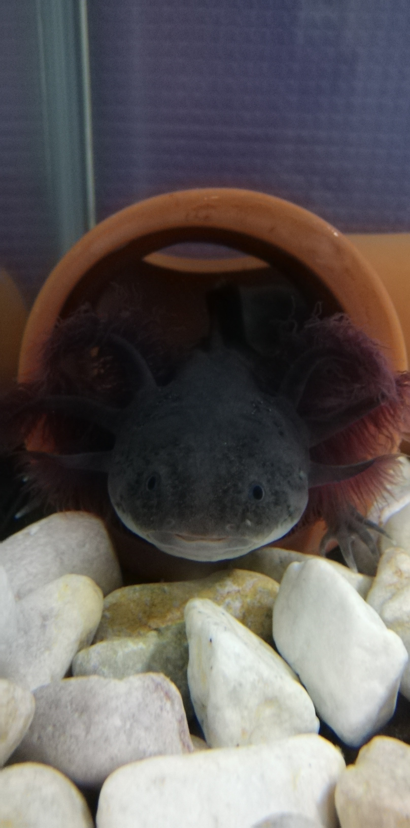 7 23 自宅にて まさやんさんのウォーキングの活動日記 Yamap ヤマップ