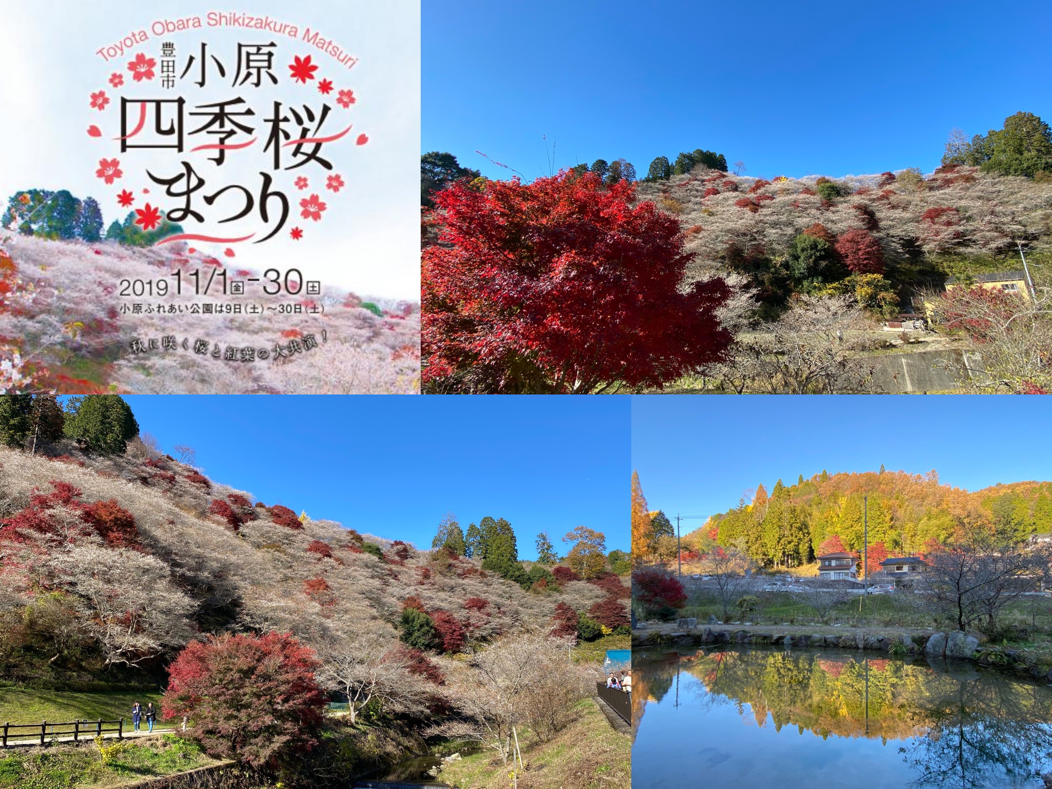 紅葉 と四季桜 の共演 小原四季桜まつり 19 11 23 うりやまさんの蚕霊山の活動日記 Yamap ヤマップ