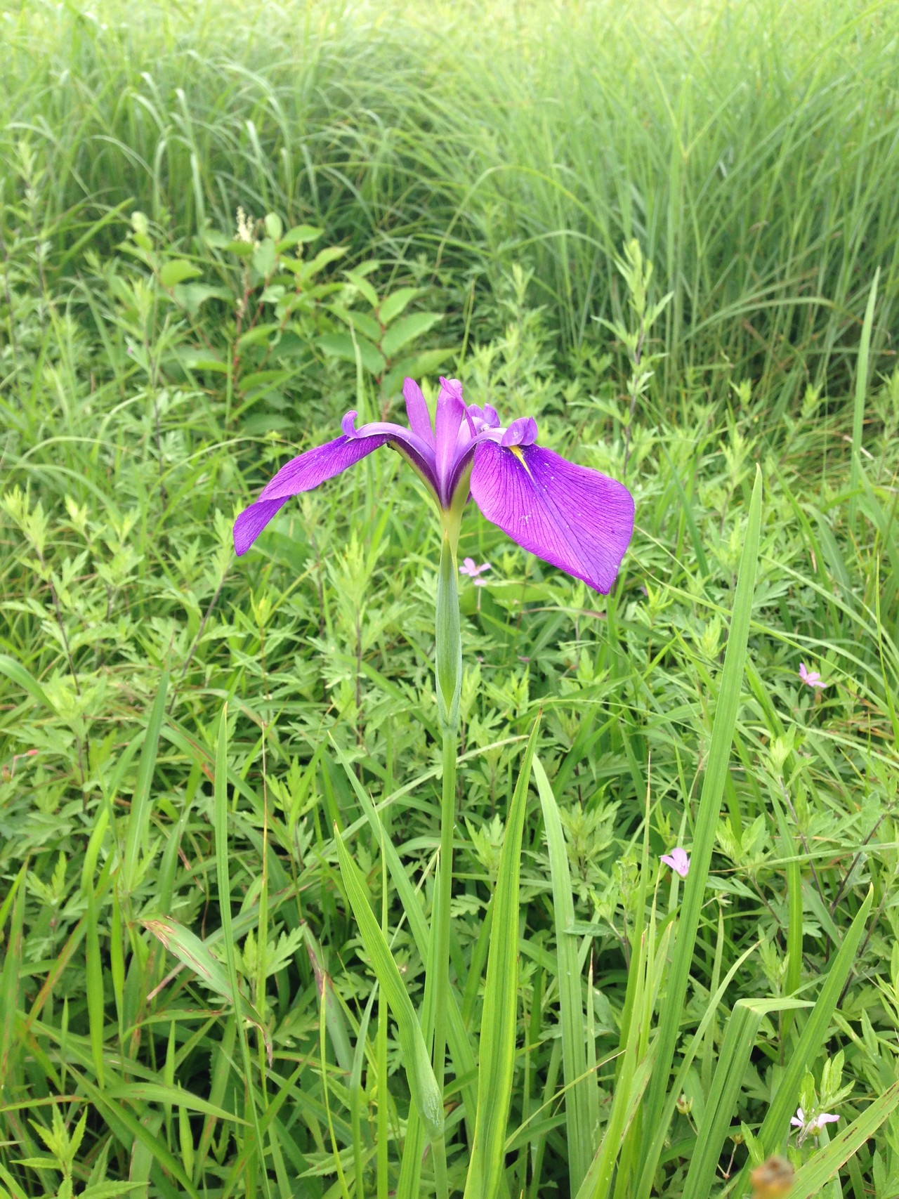 諏訪湖から車山 茅野へ ずおずおむさんの霧ヶ峰 車山 大笹峰の活動日記 Yamap ヤマップ