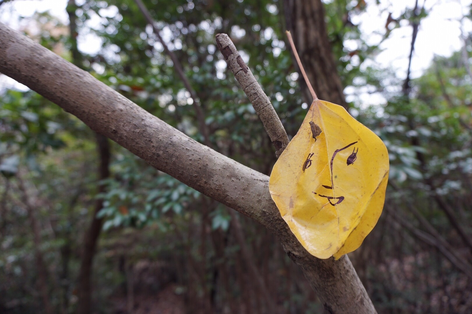 19も も こんちくわ 日浦山 カズ926さんの呉娑々宇山 高尾山 広島県 日浦山の活動データ Yamap ヤマップ