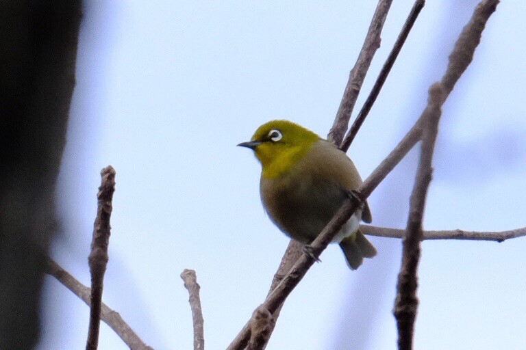 Vogelの生き物図鑑2 交野山 Vogelさんの交野山 国見山の活動日記 Yamap ヤマップ