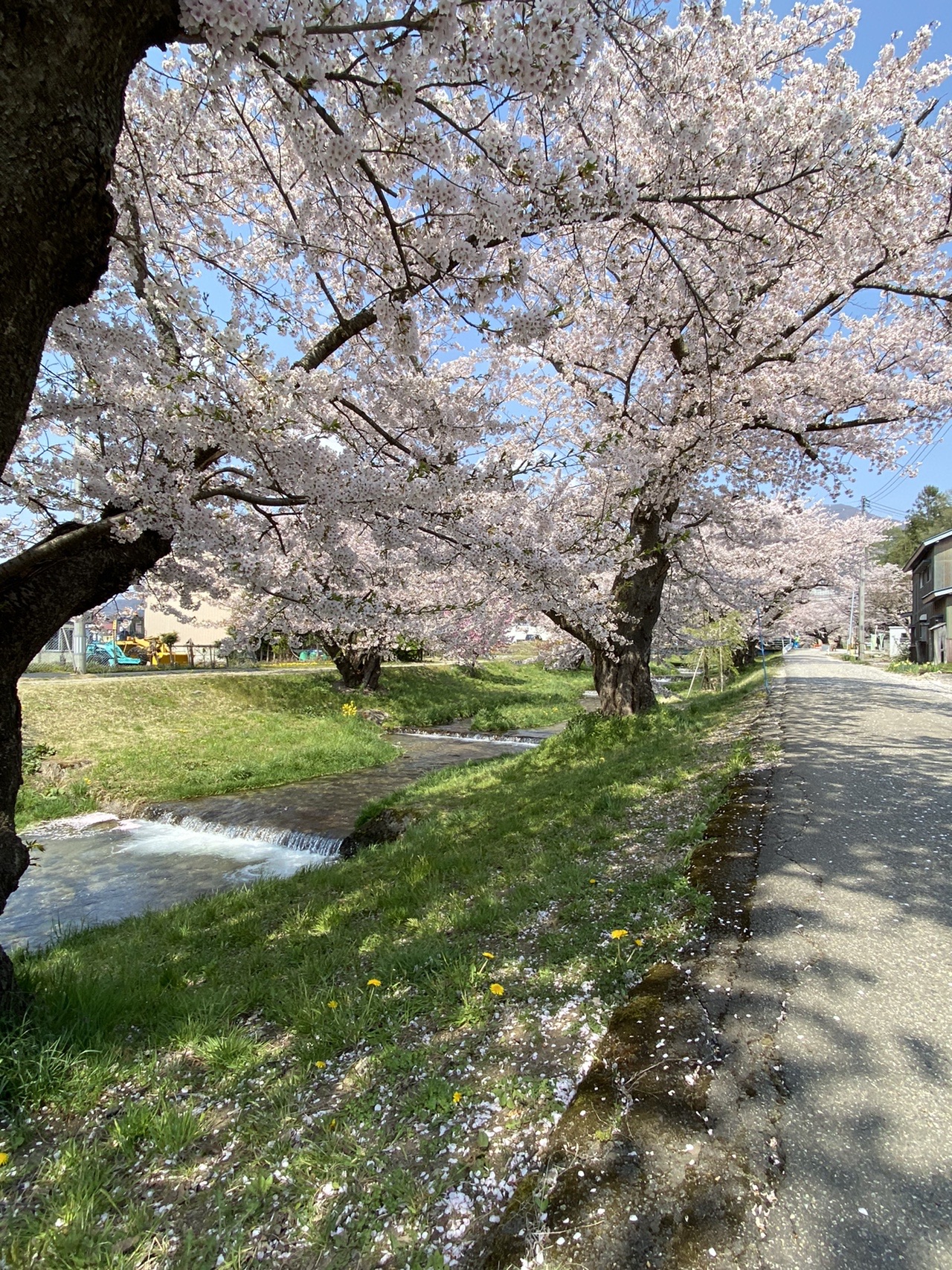 観音寺川の桜と川桁山 216闘琉牙丈さんの川桁山の活動データ Yamap ヤマップ
