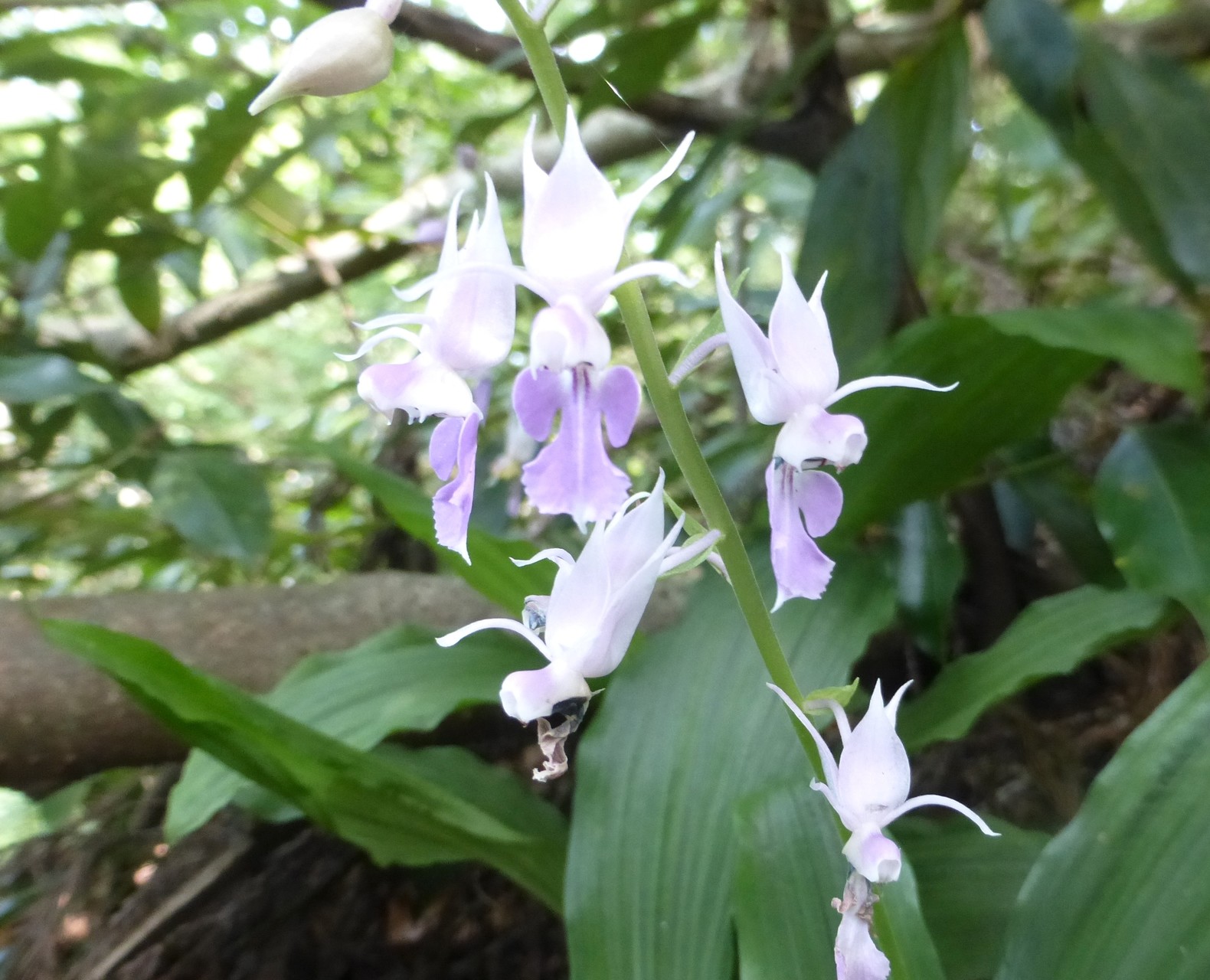 夏エビネに逢いに 二の谷山 608m へ あかりさんの高島トレイル その2の活動データ Yamap ヤマップ