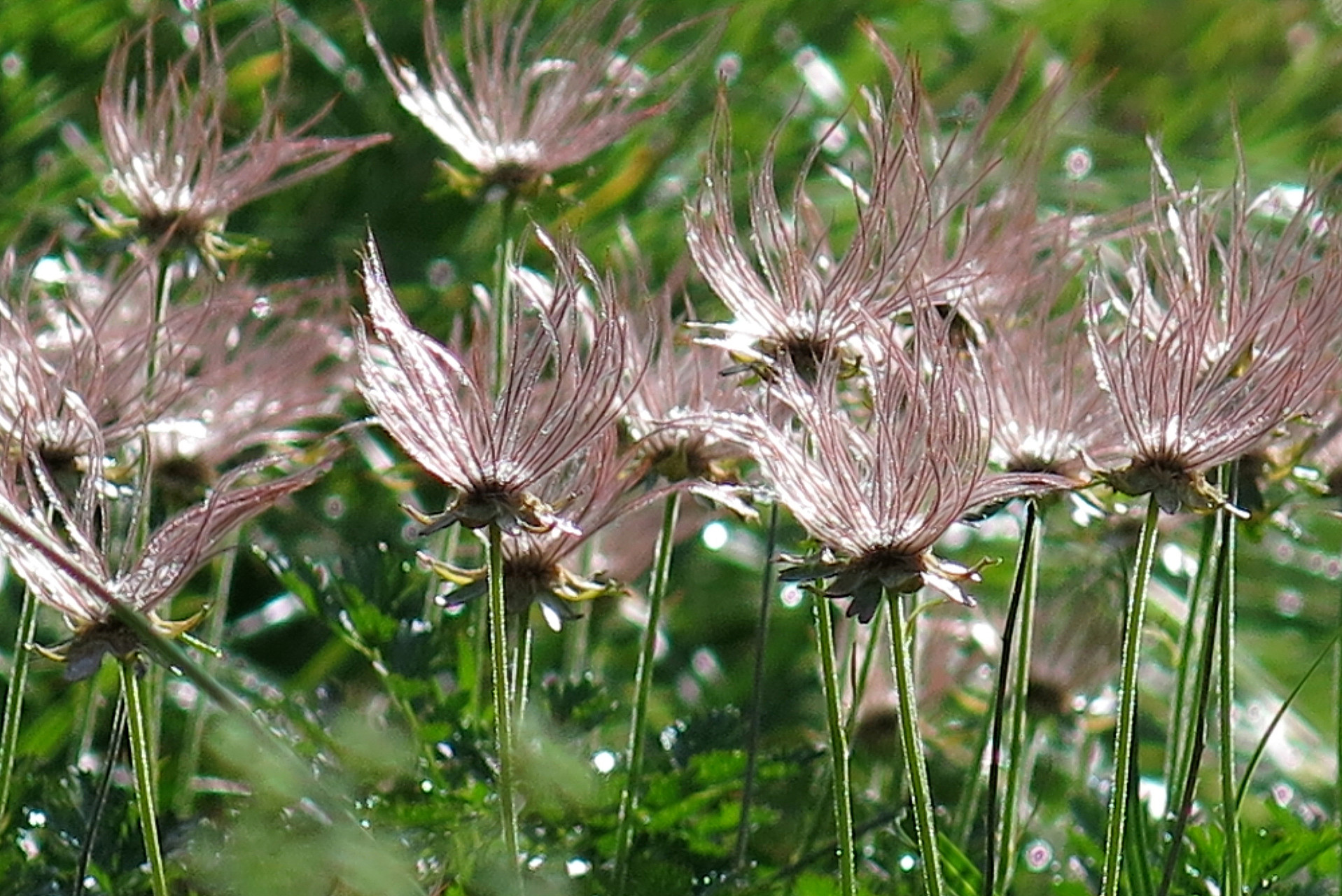 チングルマの綿毛に癒された月山 天気最高 ぱぱっちさんの月山の活動データ Yamap ヤマップ