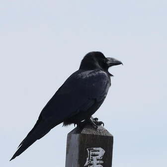 カラスの中山