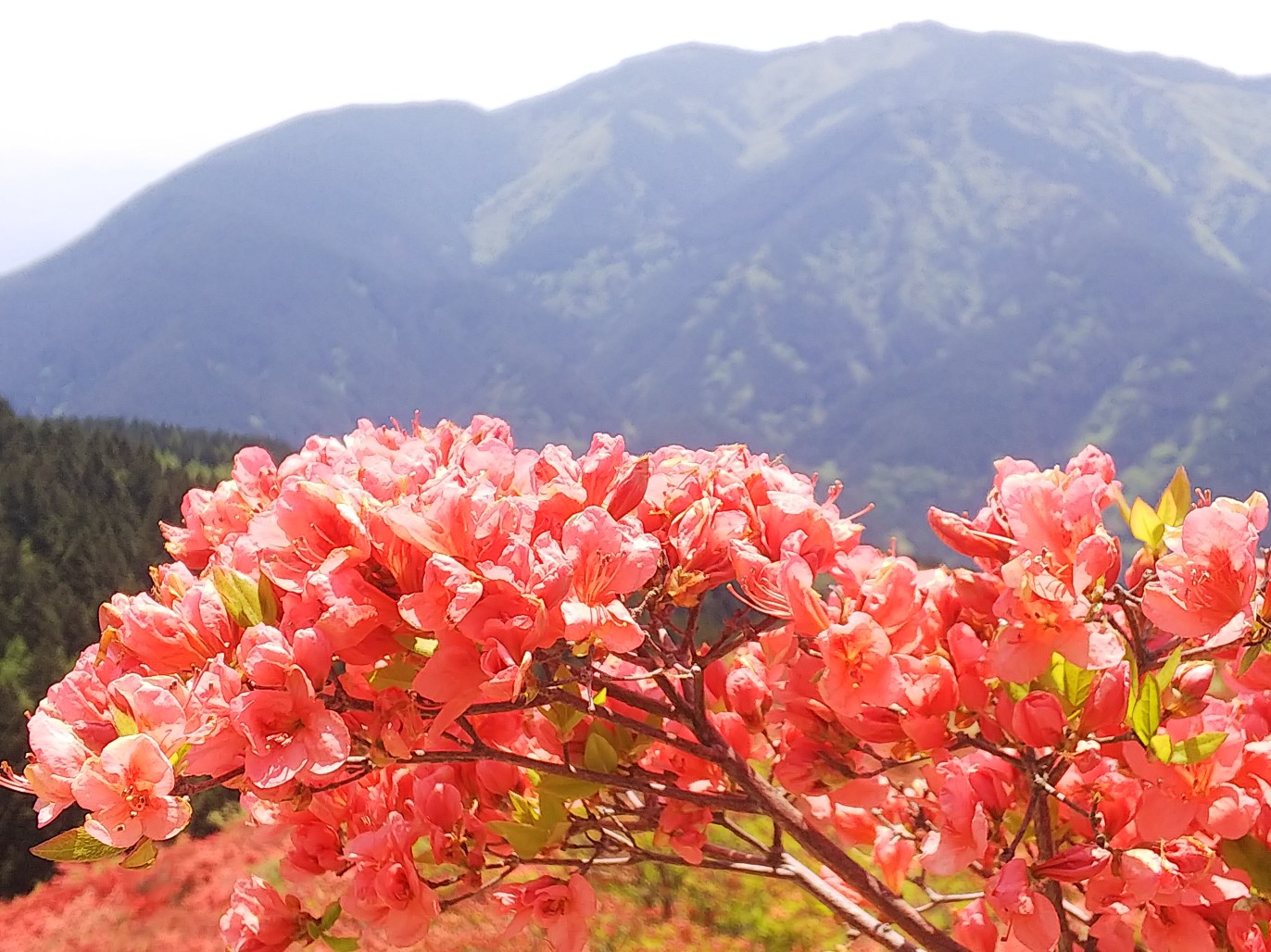 大和葛城山 葛城高原 ツツジの開花 奈良県 御所市 りゅうさんの金剛山 二上山 大和葛城山の活動データ Yamap ヤマップ