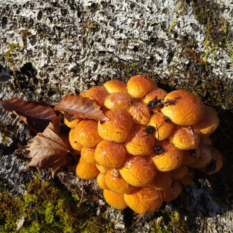 左門岳 凍ってる！