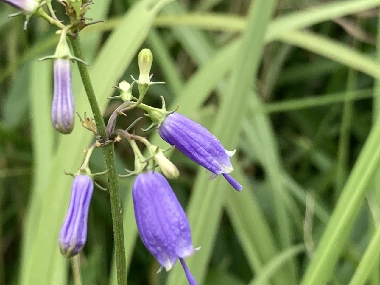 感無量 タマゴタケ 晩夏の花散策 おはち山 秋吉台の写真15枚目 サイヨウシャジン あちこち賑やかに咲 Yamap ヤマップ
