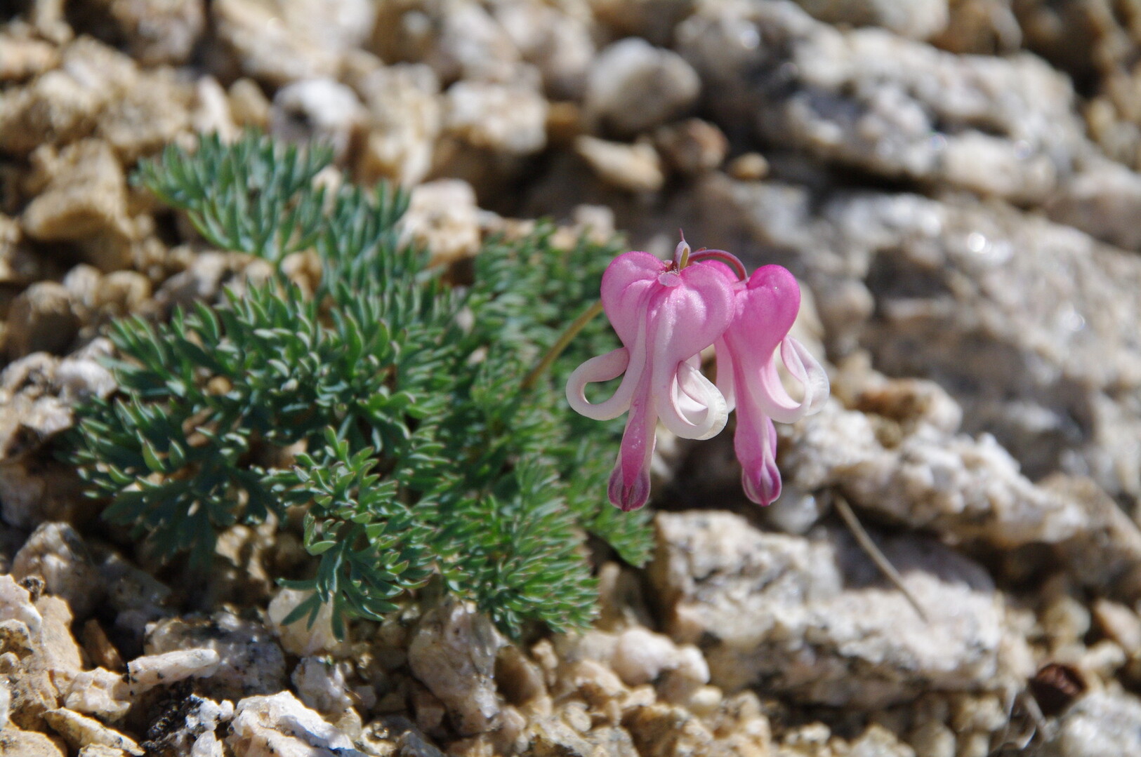 烏帽子岳 野口五郎岳 水晶岳 ブナ立尾根から 植物編 ヤマノボラー Minaphmさんの野口五郎岳 真砂岳 湯俣岳の活動日記 Yamap ヤマップ