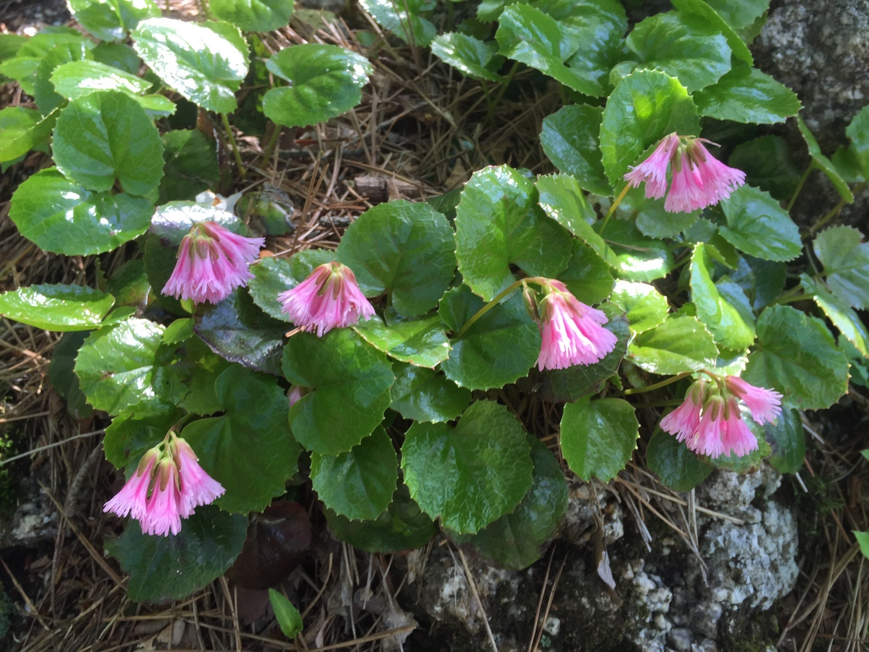 外出自粛中の皆様向け 花名当てクイズ 一人遊び用 ありったけの花の画像集めてみた Koe Sunさんの交野山 国見山の活動日記 Yamap ヤマップ