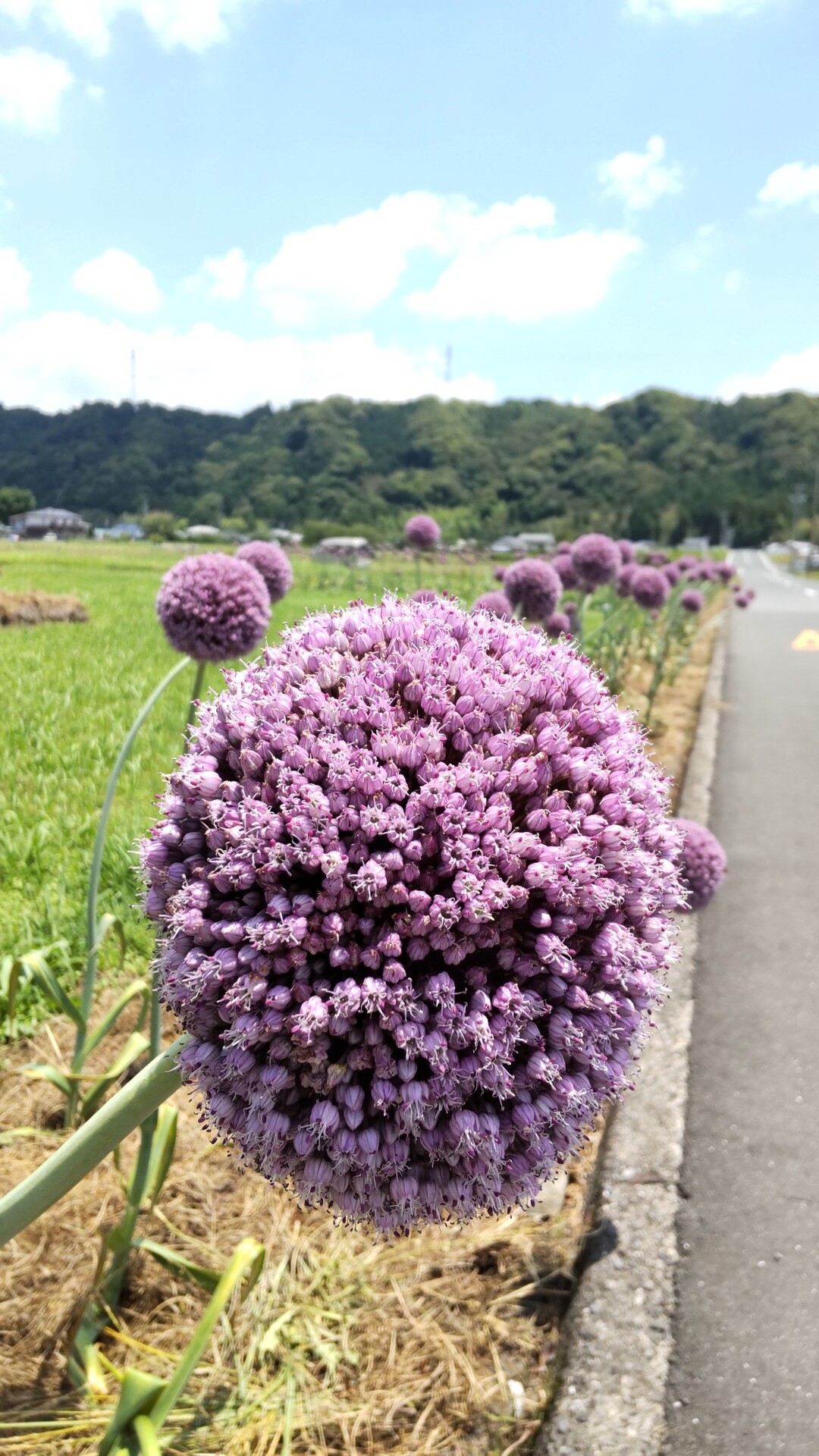 本宮山 きゆさんの本宮山 静岡県 高塚山の活動データ Yamap ヤマップ