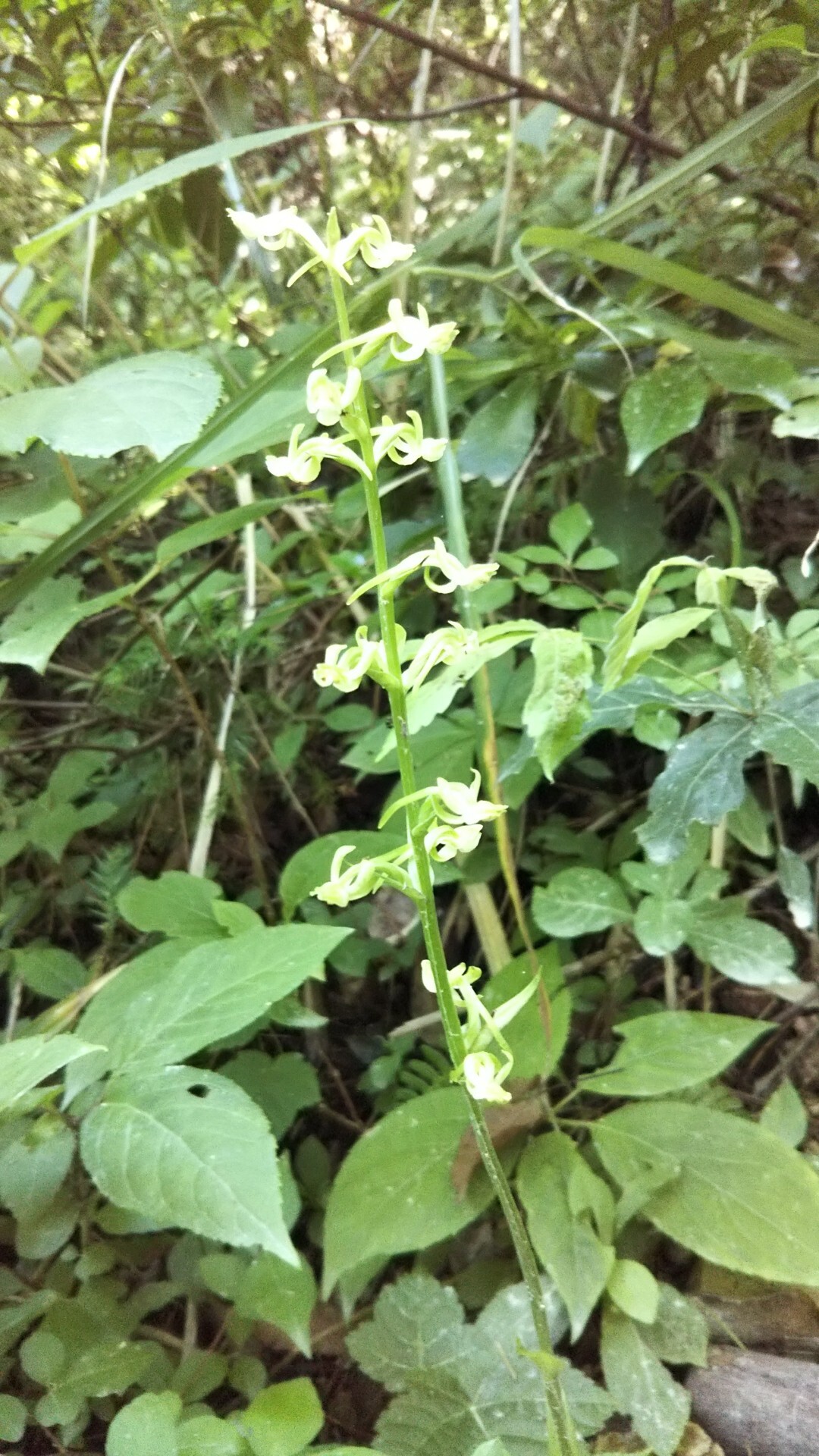 菩提寺山 19 07 16 さつきさんの菩提寺山 高立山 護摩堂山の活動日記 Yamap ヤマップ