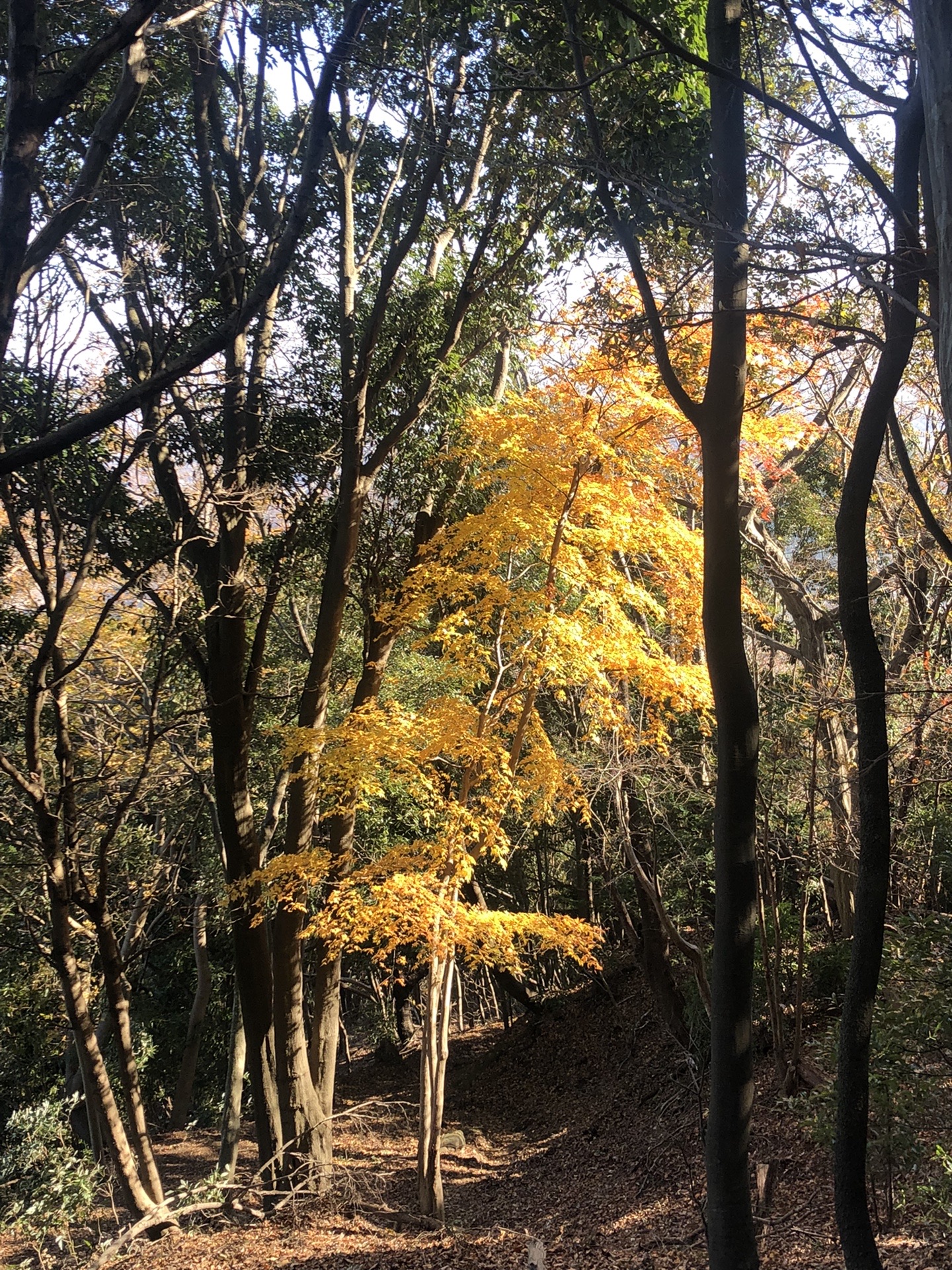 七沢温泉入口 鐘ヶ嶽 かぶと湯温泉山水楼 Jinxさんの大山の活動データ Yamap ヤマップ
