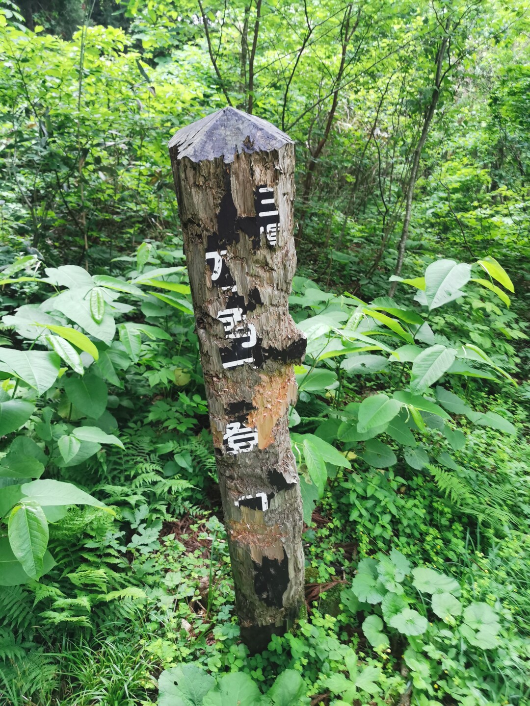 四角岳 / malmaさんの四角岳・中岳・独鈷森の活動データ YAMAP / ヤマップ