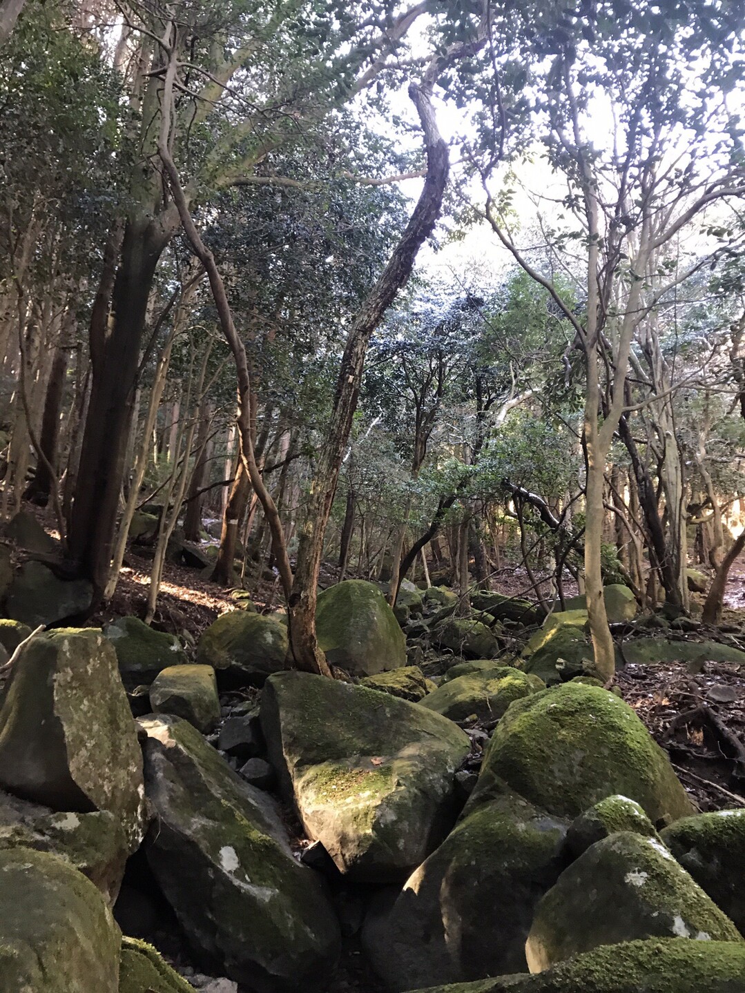 市民の森から金冠山 金冠山 達磨山 葛城山の写真44枚目 枯れた沢を何度か渡ります Yamap ヤマップ