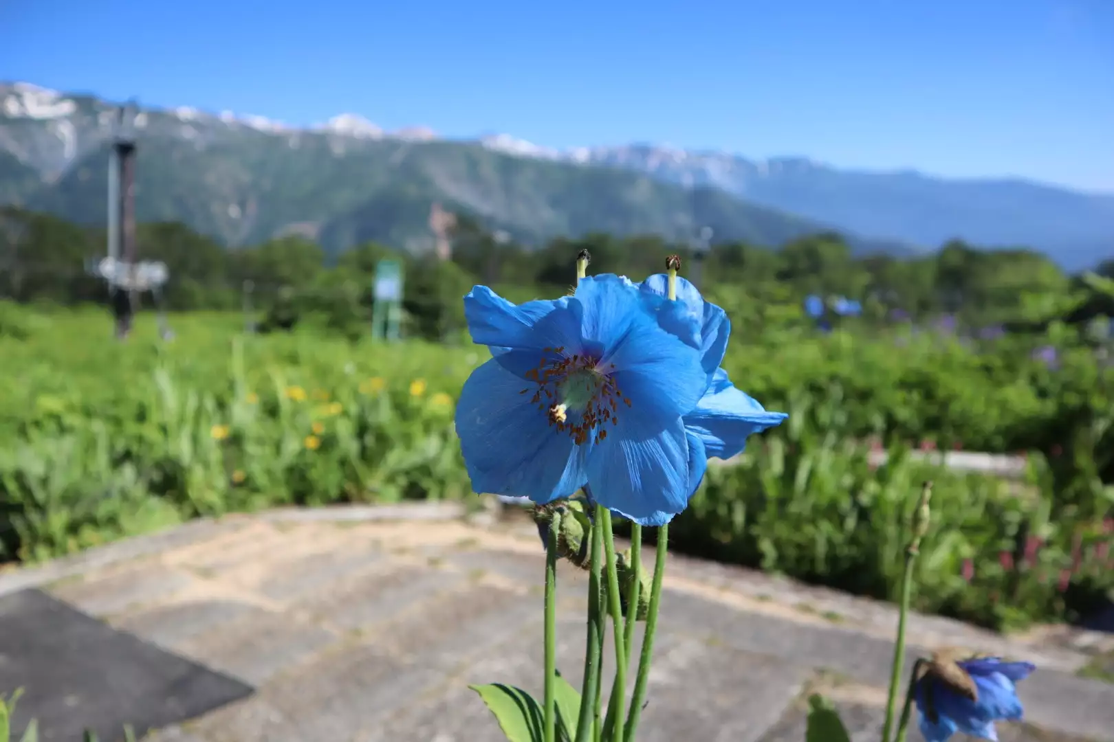 幻の青いケシの花 たもつさんの鹿島槍ヶ岳 五竜岳 五龍岳 唐松岳の活動データ Yamap ヤマップ