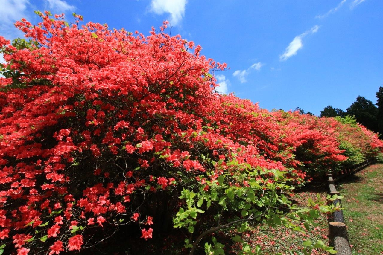 ワンダフル船窪ツツジ公園 徳島県 Iwaちゃんさんの高越山の活動データ Yamap ヤマップ