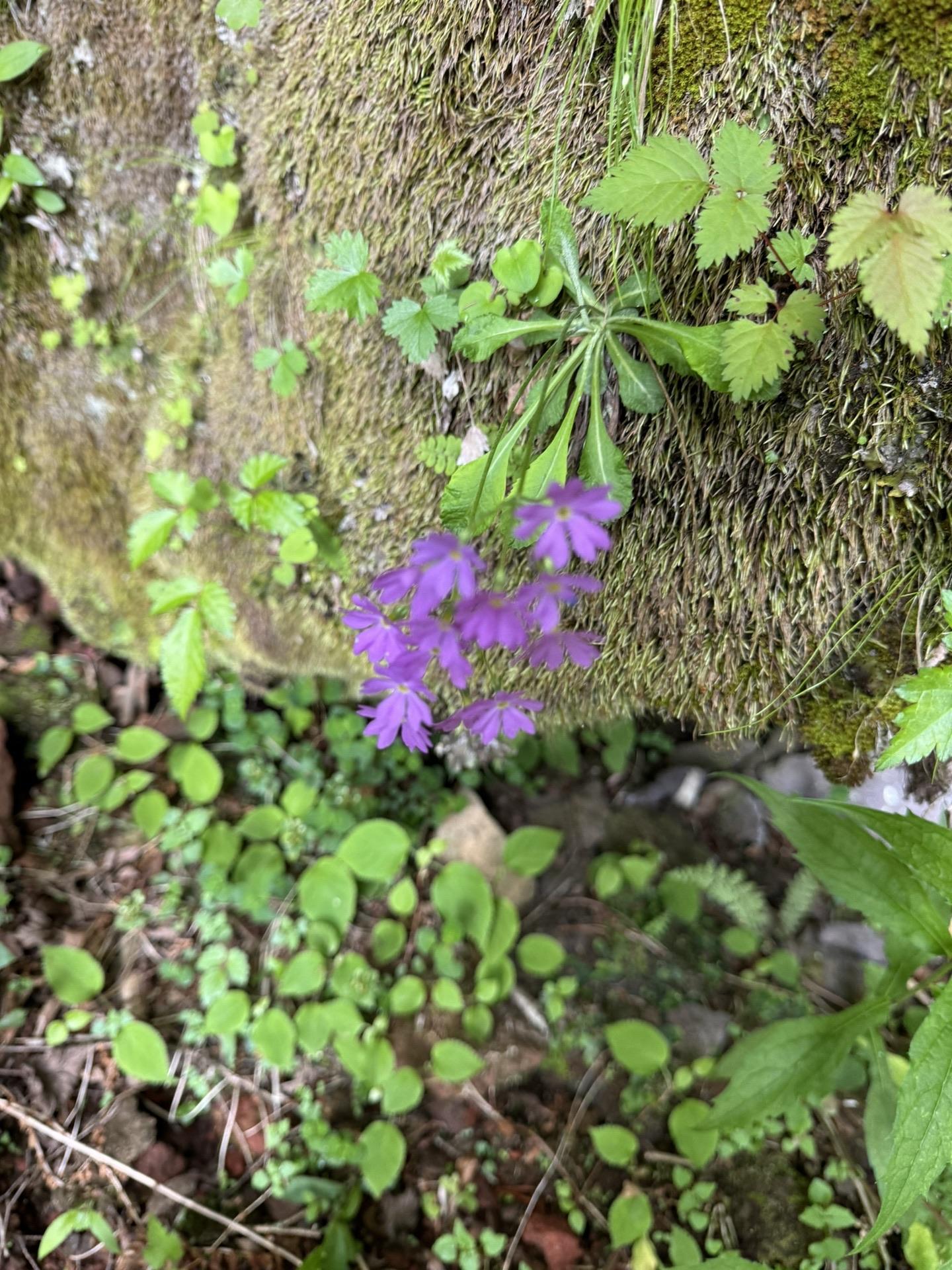 皇海山・袈裟丸山・庚申山 🌸