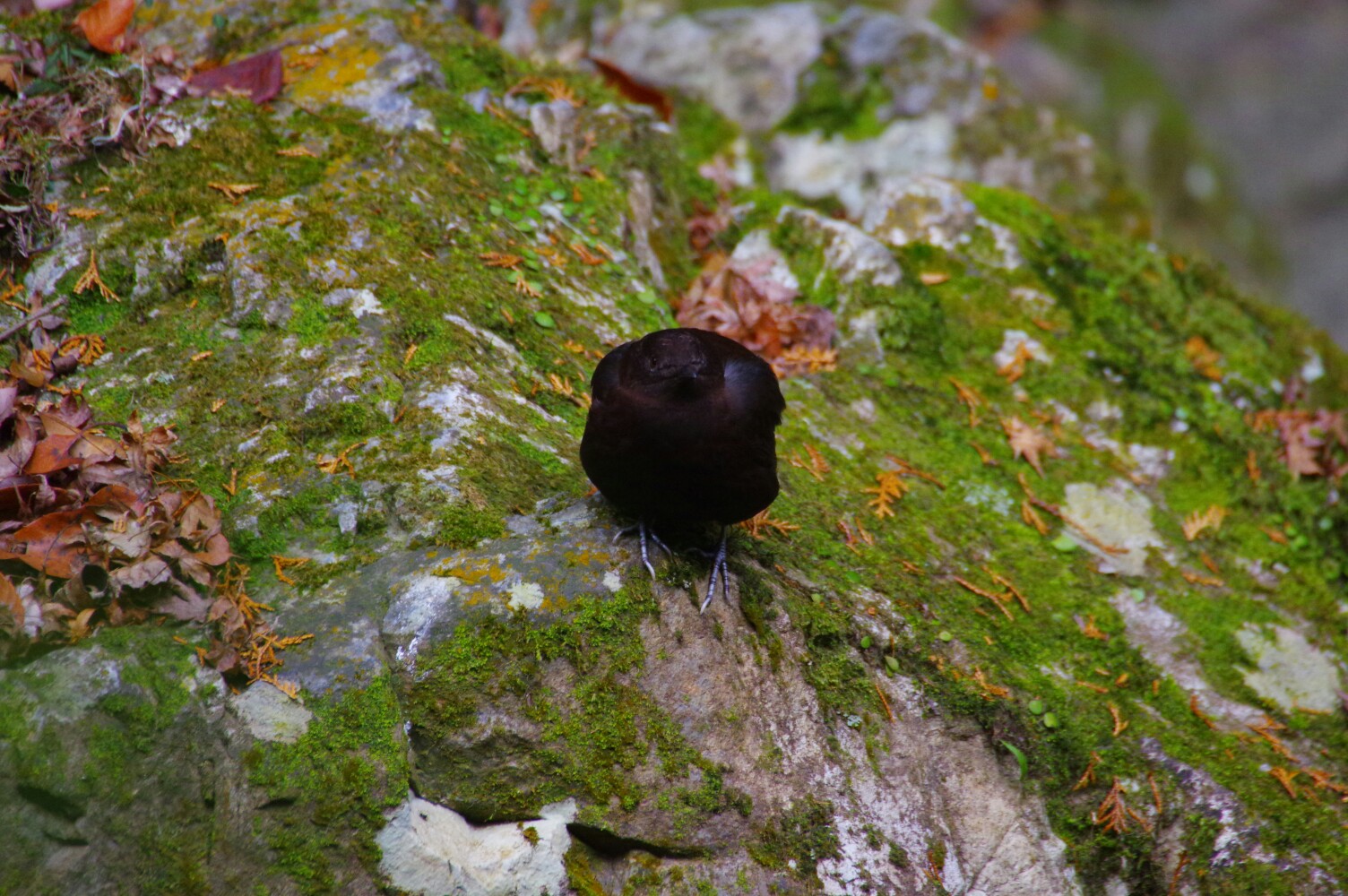 謎の黒いキノコ 滝道週末ウォーキング にゃおさんの六個山 鉢伏山 明ヶ田尾山 五月山の活動日記 Yamap ヤマップ