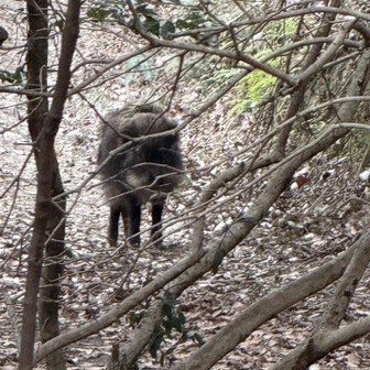 紀泉アルプス・飯盛山・ボンデン山 アップ