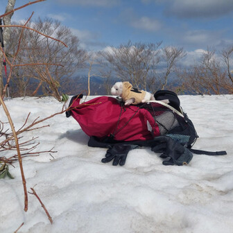 🐾たまをの🌳