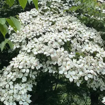 ヤマボウシ、花びらの周りがピンクがかってました
しかし白い部分は総苞 （そうほう）厳密に言うと葉っぱだそうですよ！