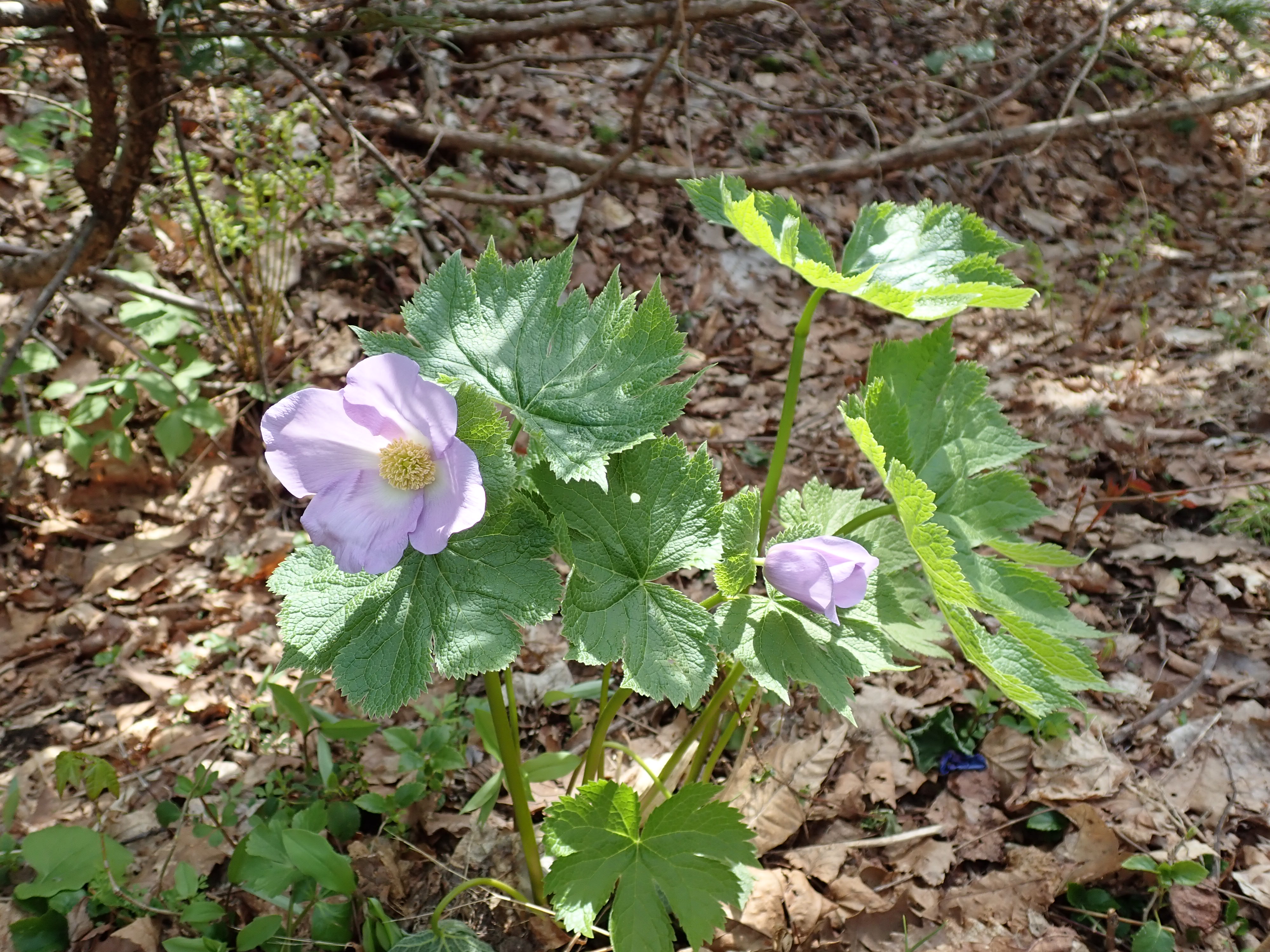 野幌森林公園 百年記念塔 瑞穂の池 05 09 Shinmoさんの野幌森林公園の活動データ Yamap ヤマップ