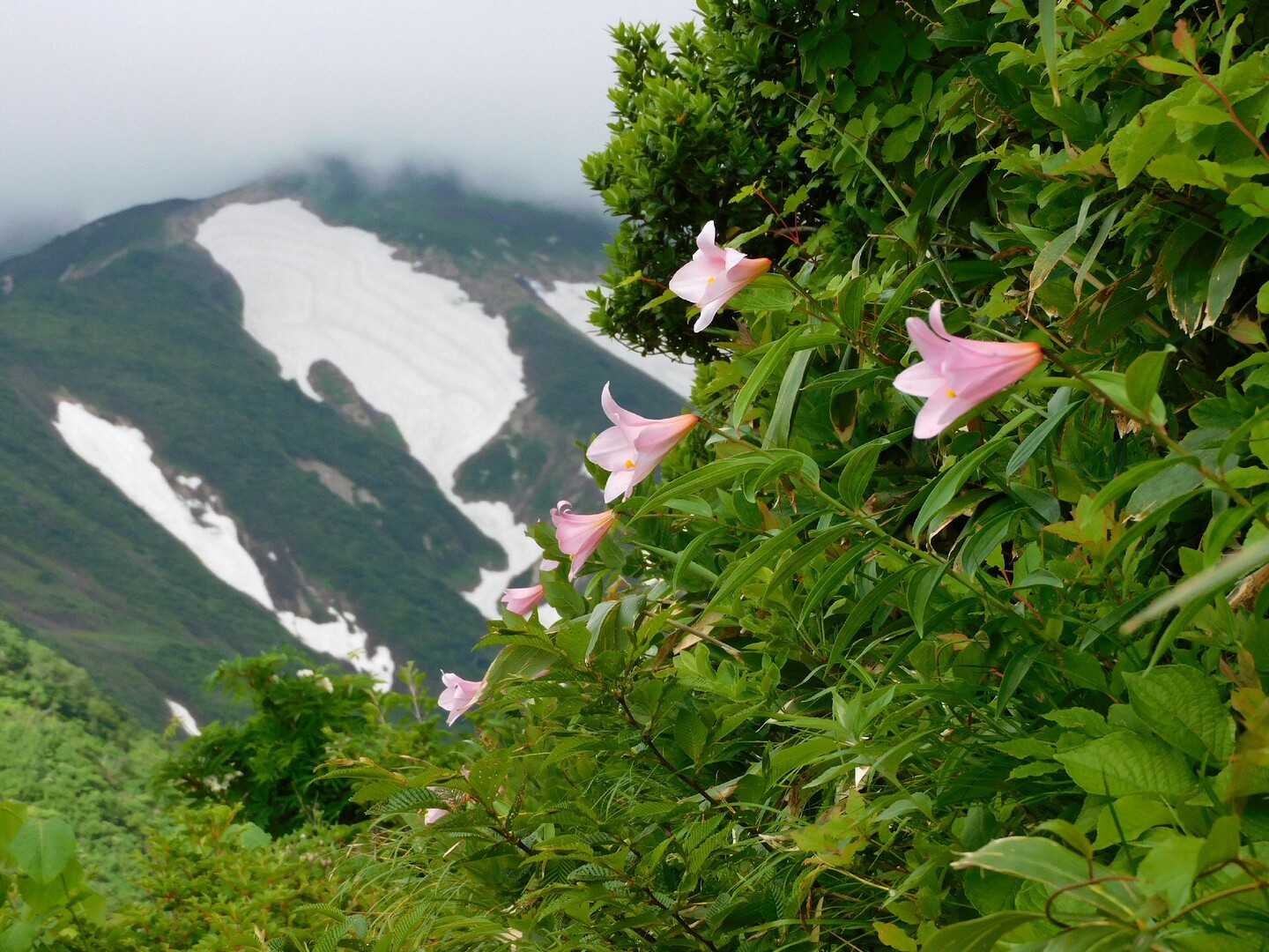 ヒメサユリに会いに古寺山 小朝日岳 鳥原山 よしのり73さんの大朝日岳 朝日連峰 祝瓶山の活動データ Yamap ヤマップ