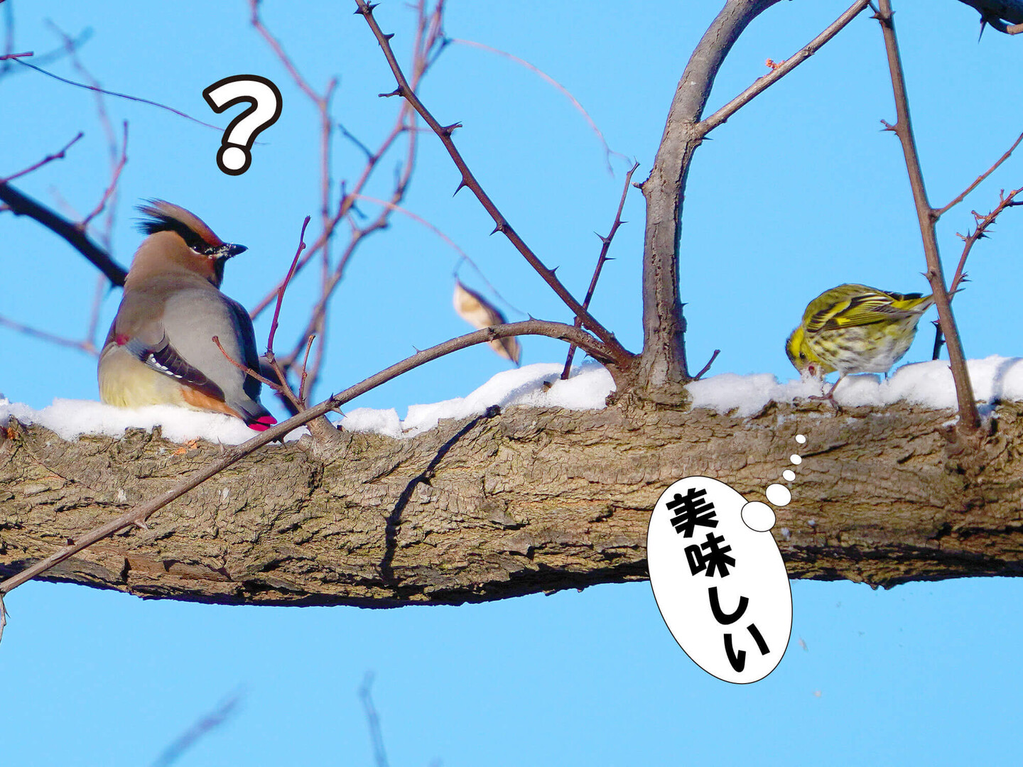 冬の野鳥たち 北海道 登場する野鳥など Sammyさんのモーメント Yamap ヤマップ