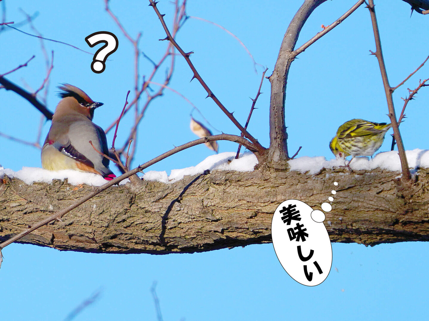 冬の野鳥たち 北海道 登場する野鳥など Sammyさんのモーメント Yamap ヤマップ