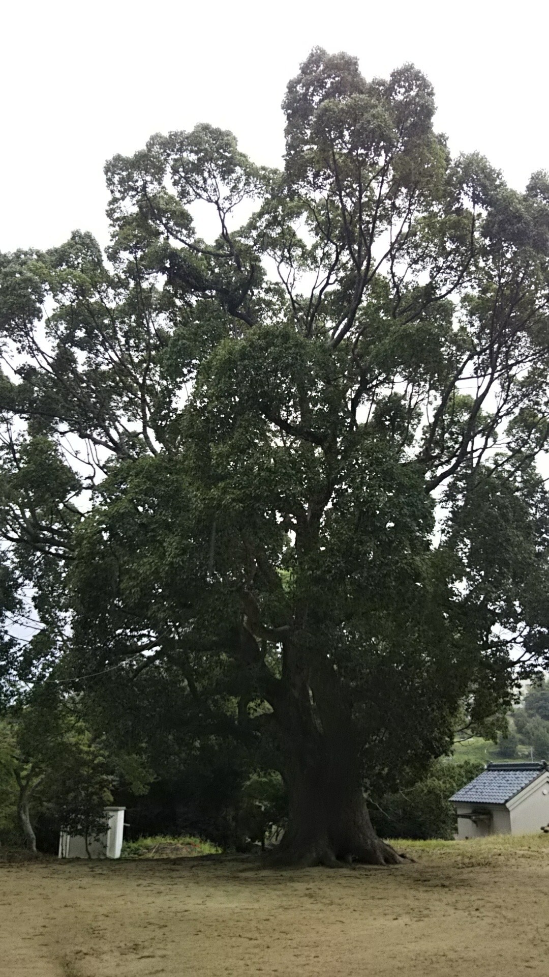 大歳神社を求めて キーボさんの神戸市の活動日記 Yamap ヤマップ