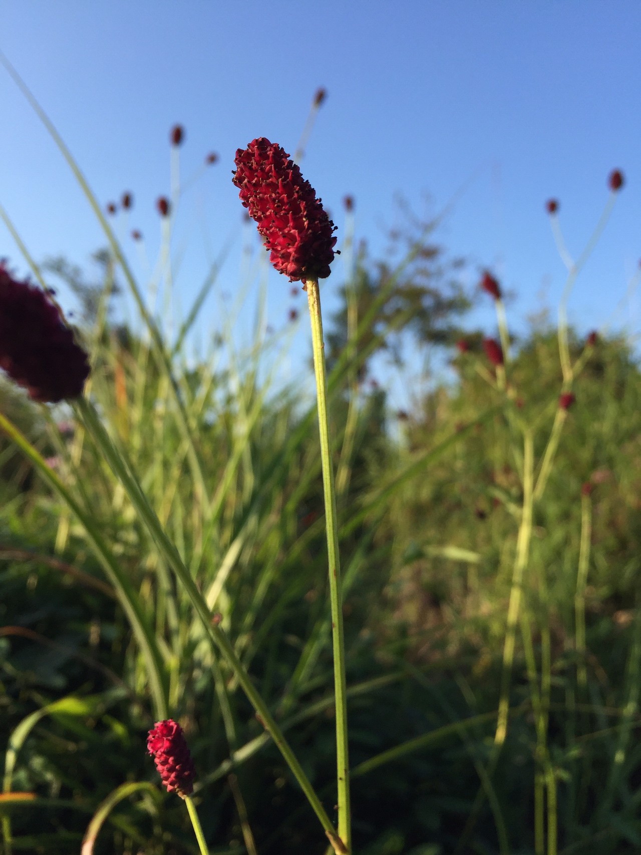 久住2 牧ノ戸 中岳 Yukiさんの九重山 久住山 大船山 星生山の活動日記 Yamap ヤマップ