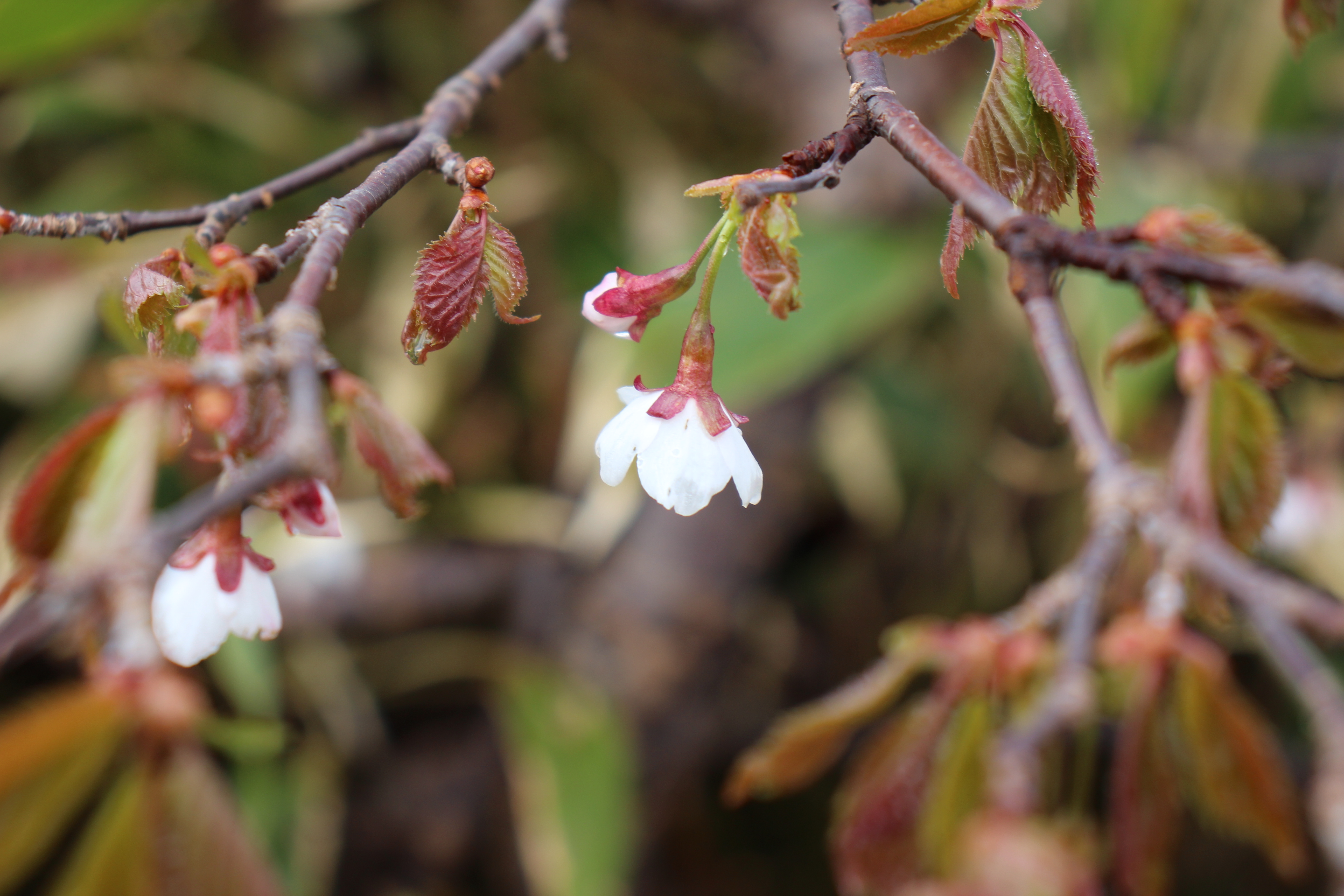 行ってみました 八幡平 ドラゴンアイ ピコさんの八幡平 源太森 安比岳の活動日記 Yamap ヤマップ