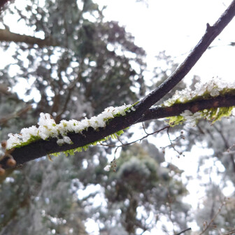 金剛山・二上山・大和葛城山 苔にも雪が(*´艸`)