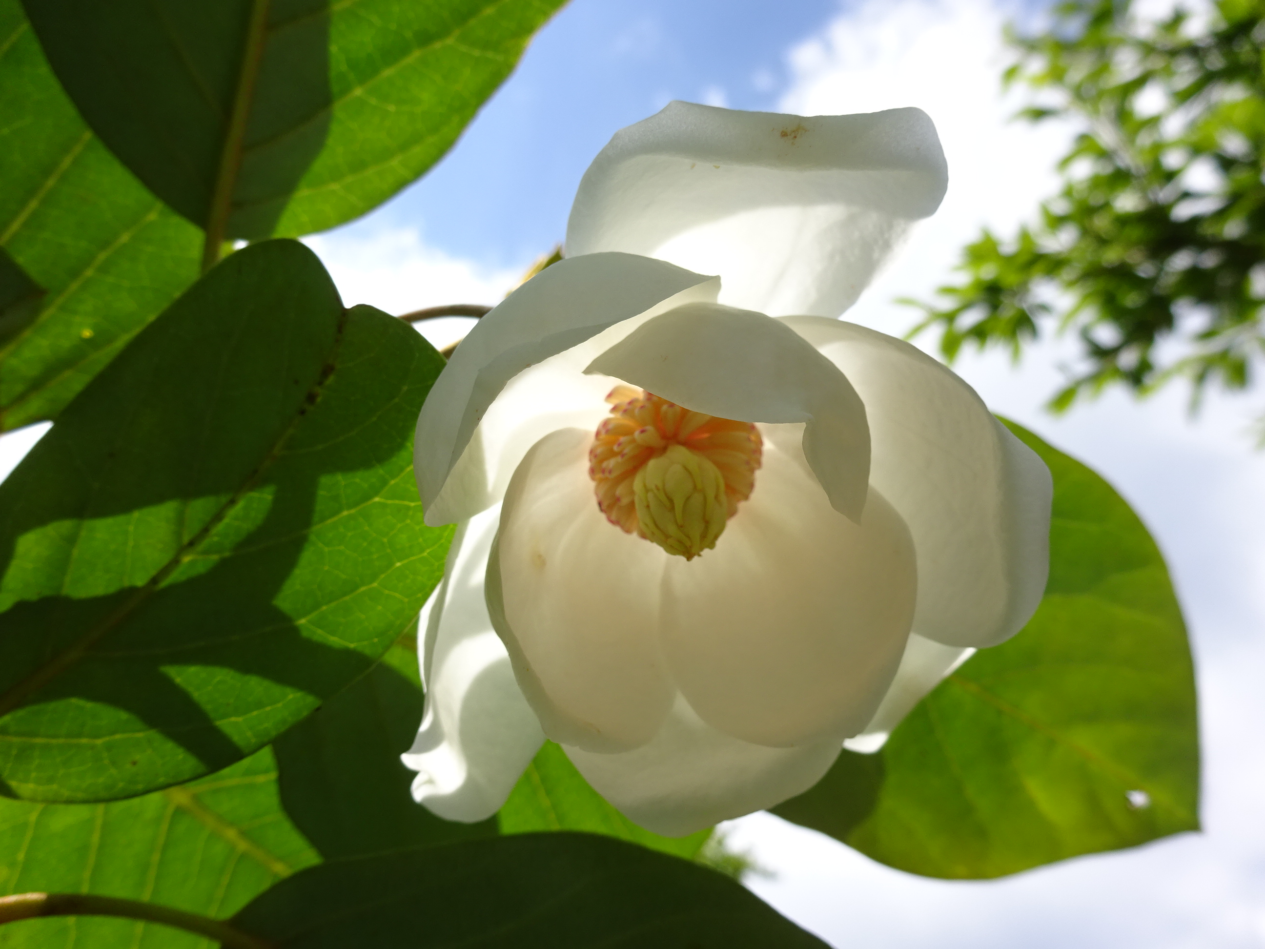 英彦山の大山蓮華 Tonponchi さんの英彦山の活動データ Yamap ヤマップ