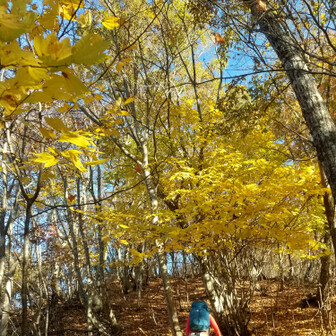 左門岳 尾根を登って大平を目指します。
出発からすでに1時間以上経っていて、ここまでが結構大変でした。
この辺は、美しいシロモジロード。楽に歩けます。