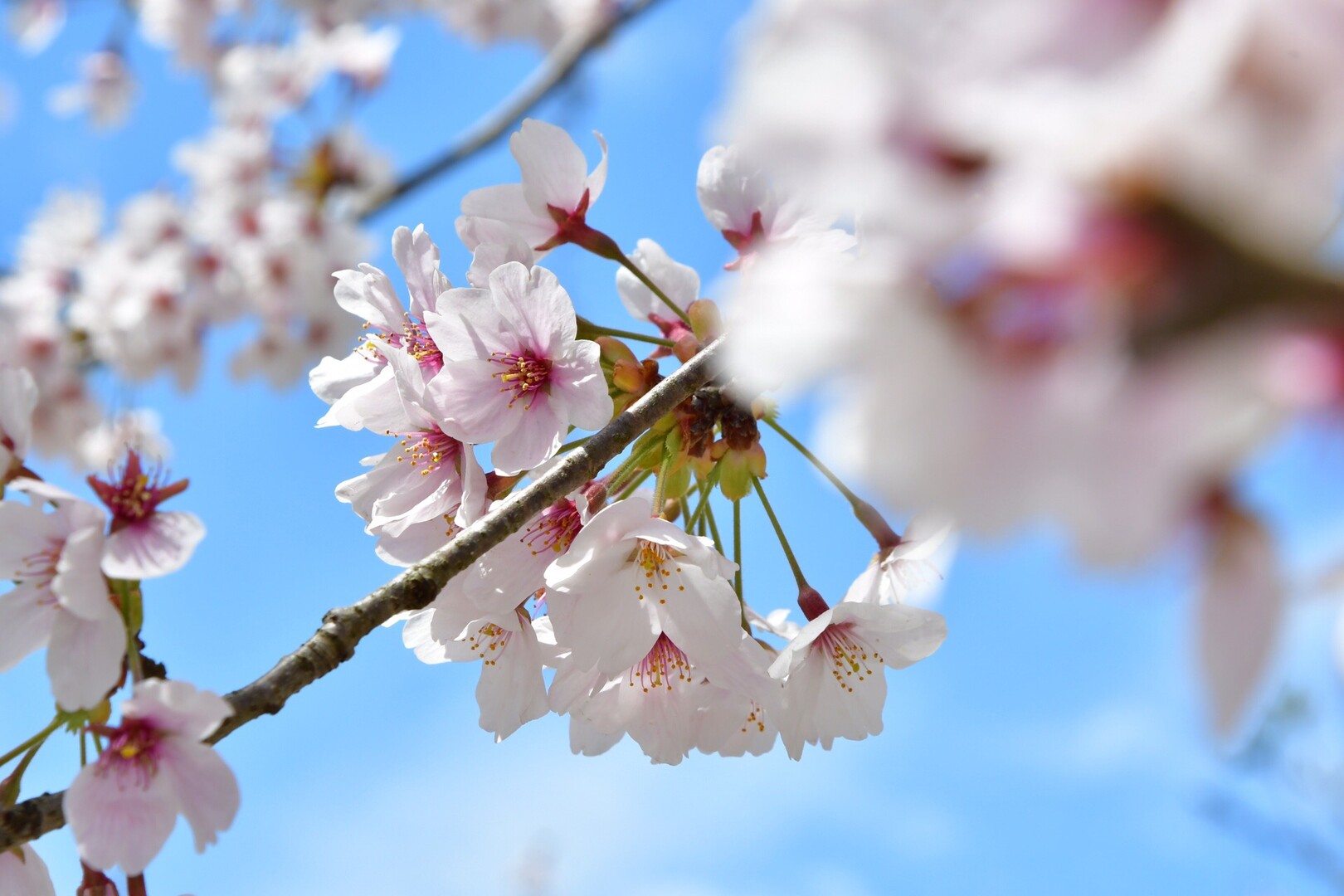 さくら 舞い 散る 790824桜 舞い 散る 歌詞 女性