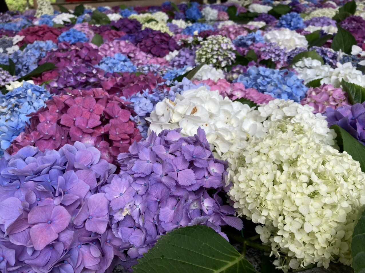 太宰府天満宮で昨日から花手水紫陽花が楽し しろうとさんのモーメント Yamap ヤマップ
