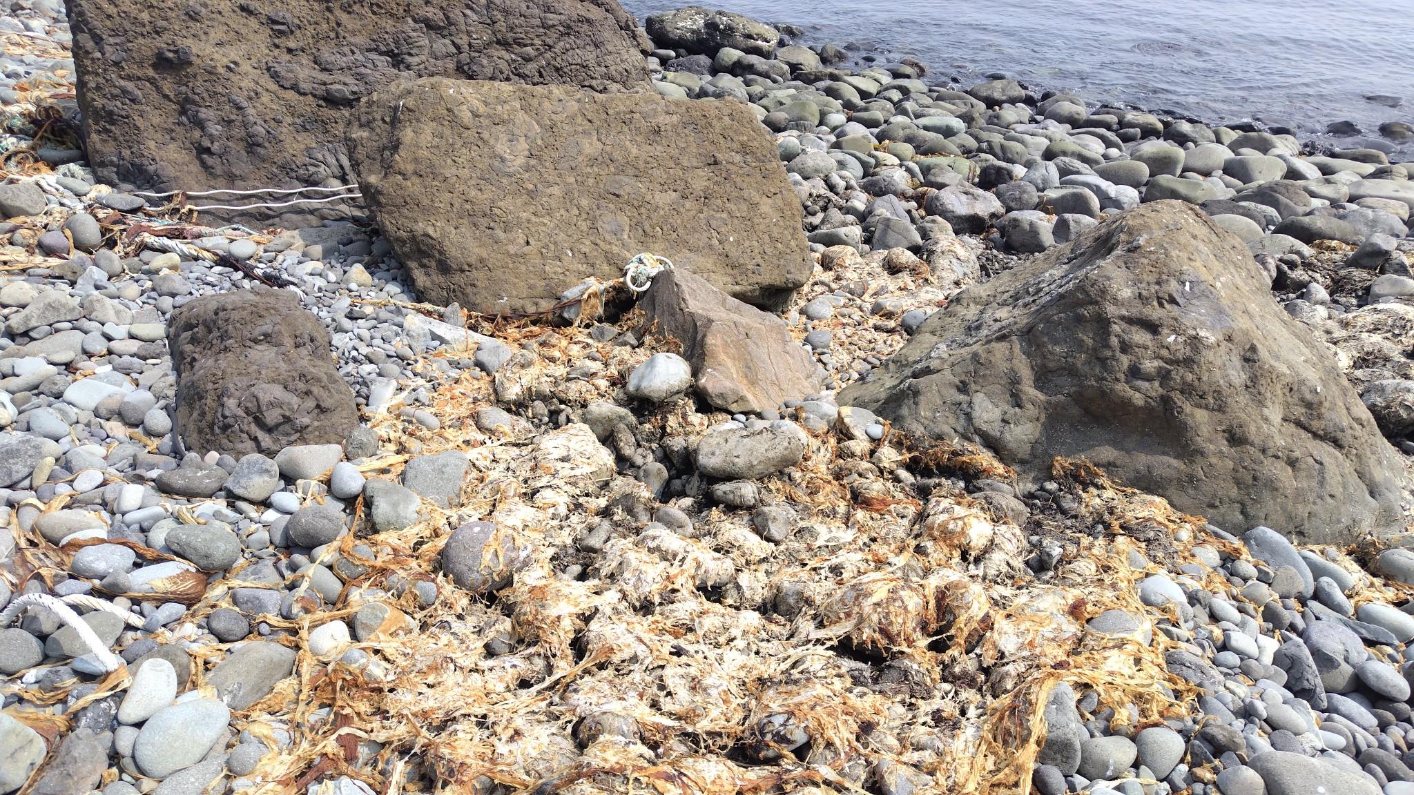 打ちあがって乾いた海苔の石がひっくり返されているのは、熊がエサを探した痕跡。熊が掘り返した痕跡がたくさんあります。