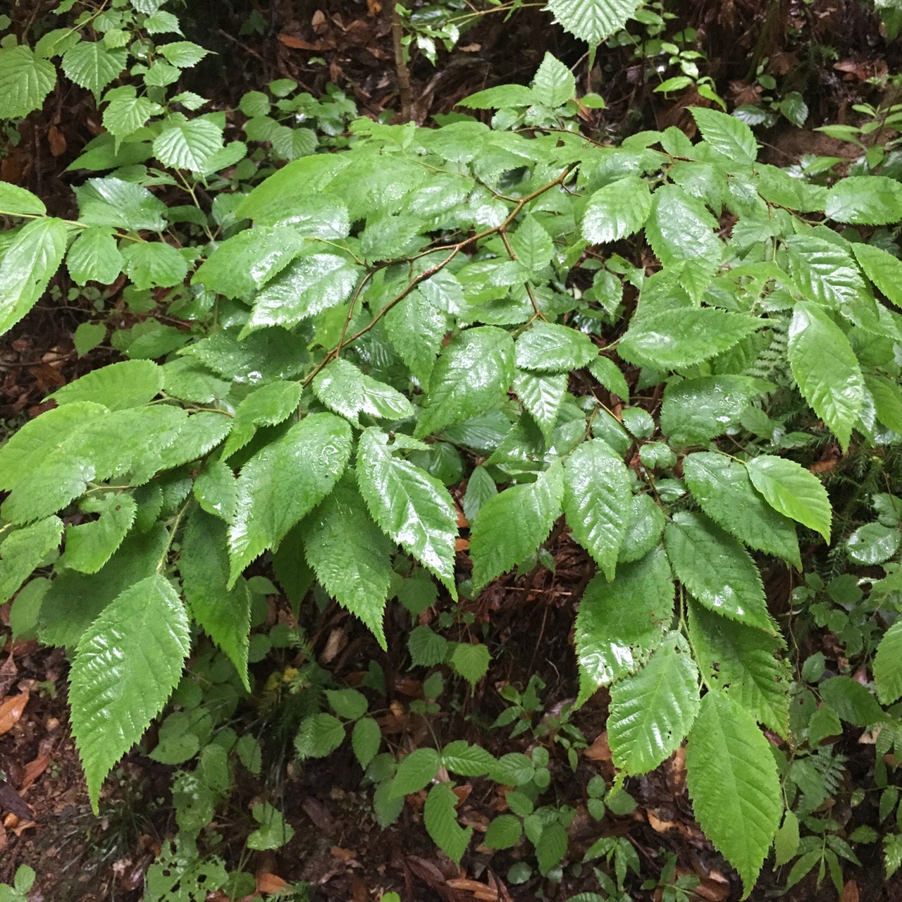高尾山で樹木観察歩き 復習 Gotofishingさんの高尾山 陣馬山 景信山の活動日記 Yamap ヤマップ