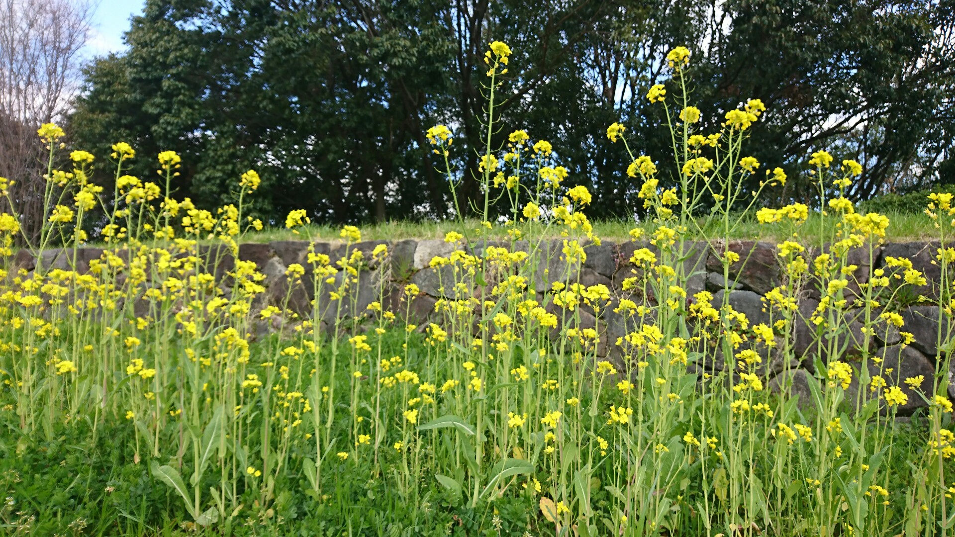春の鶴見緑地散歩 野沢菜の花満開 やぶーさんの大阪市の活動日記 Yamap ヤマップ