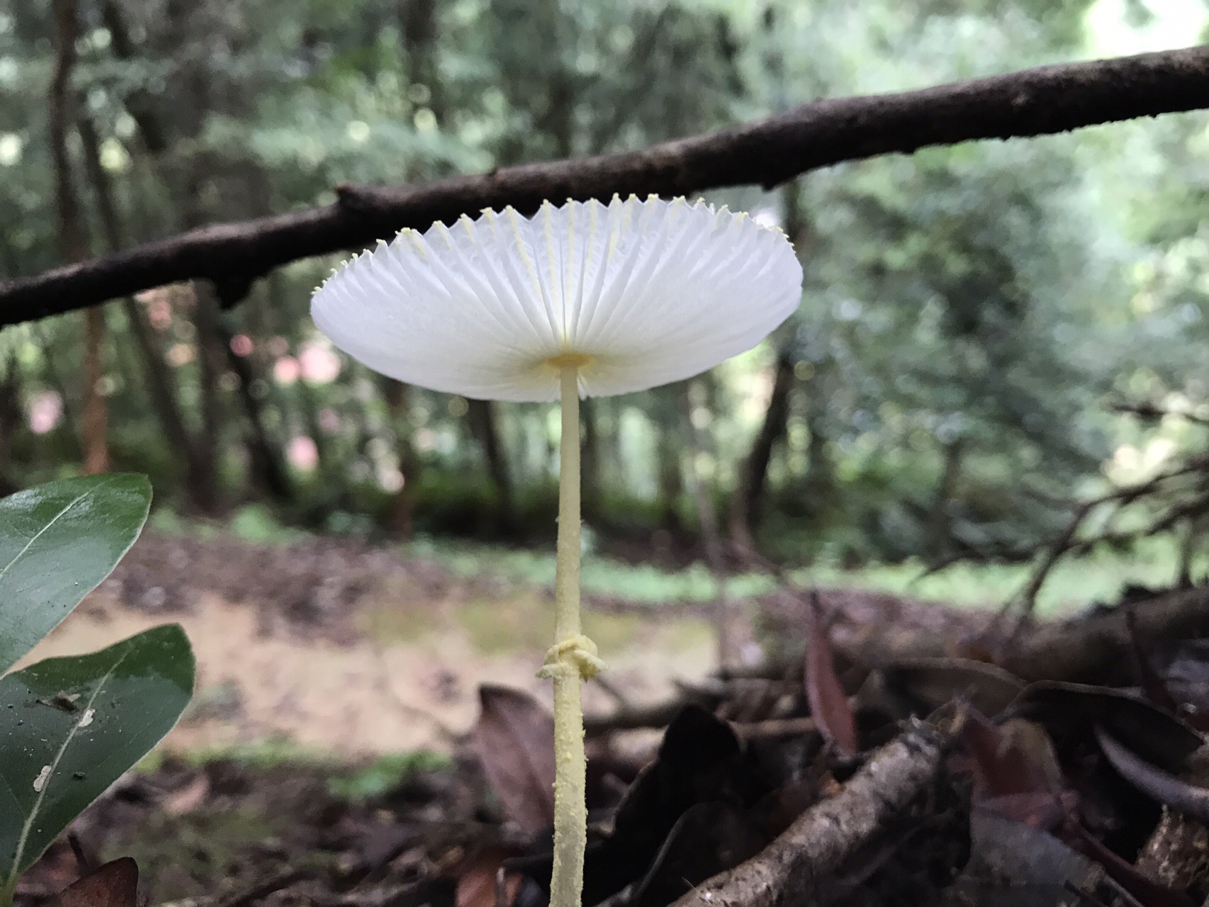 谷上山 愛媛森林公園 きのこ探訪 19 08 25 元気うさぎさんの谷上山の活動日記 Yamap ヤマップ